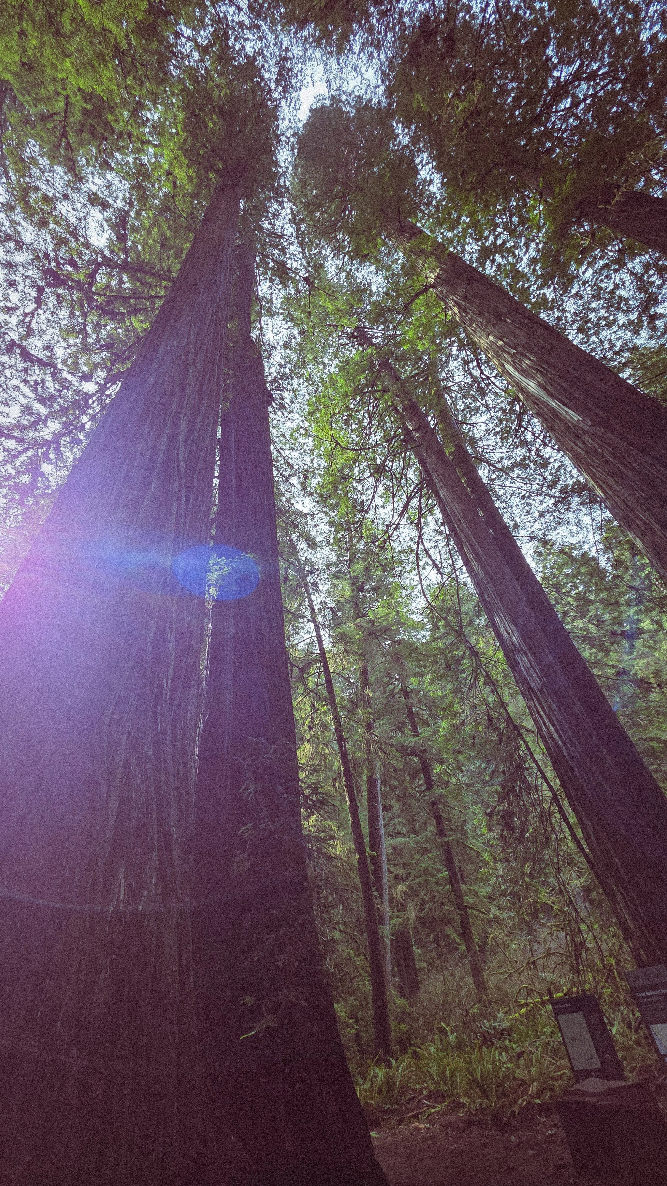 Tall trees in a forest with green leaves, sunlight filtering through the canopy.