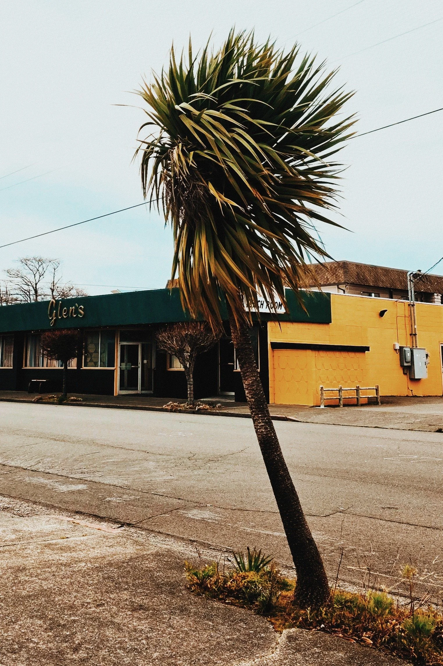 A large palm tree in front of a building with a sign that reads 'Glens'. The parking lot is empty and the sky is overcast.