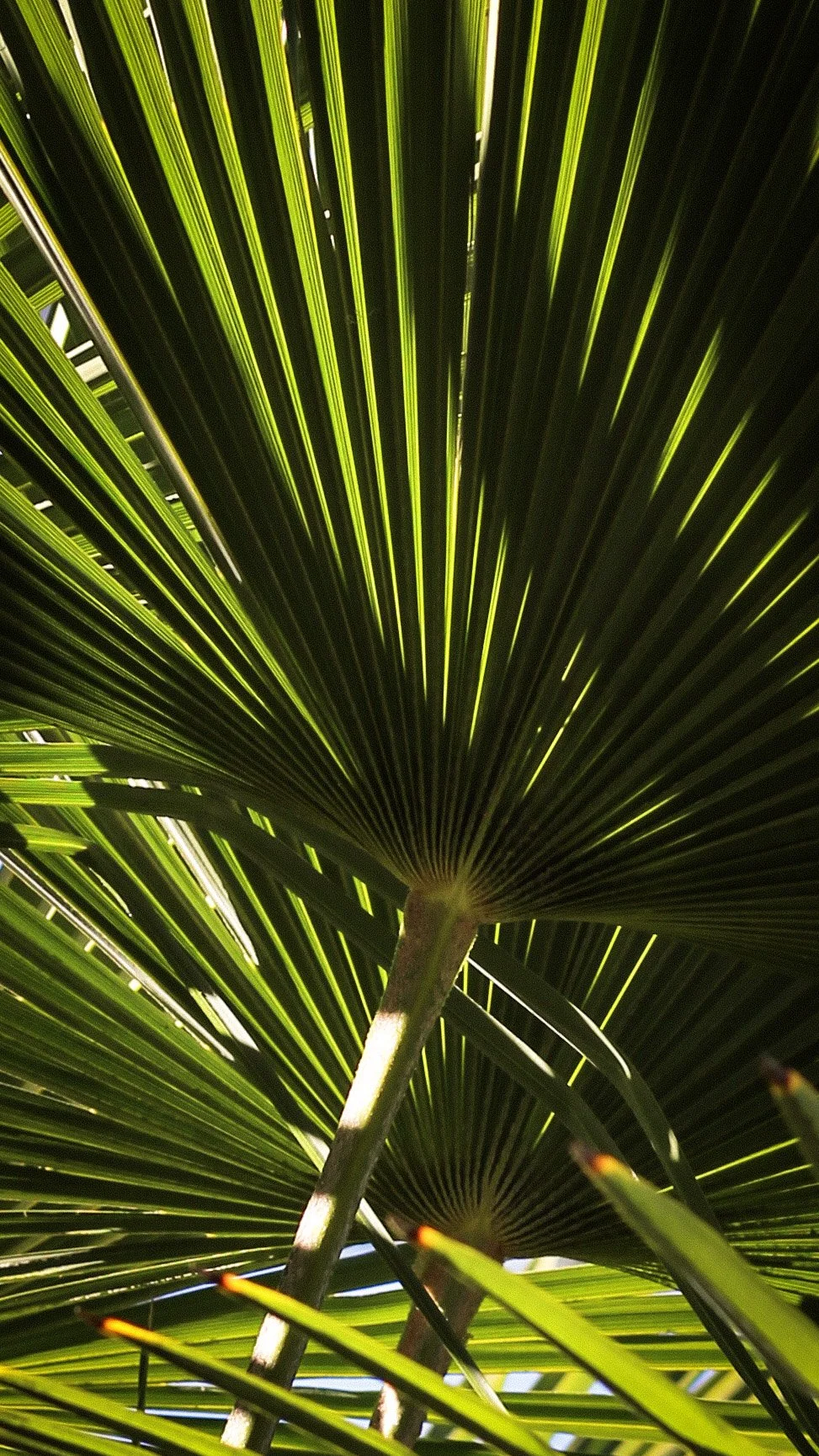 Close-up of green palm leaves showing leaf veins and pattern.