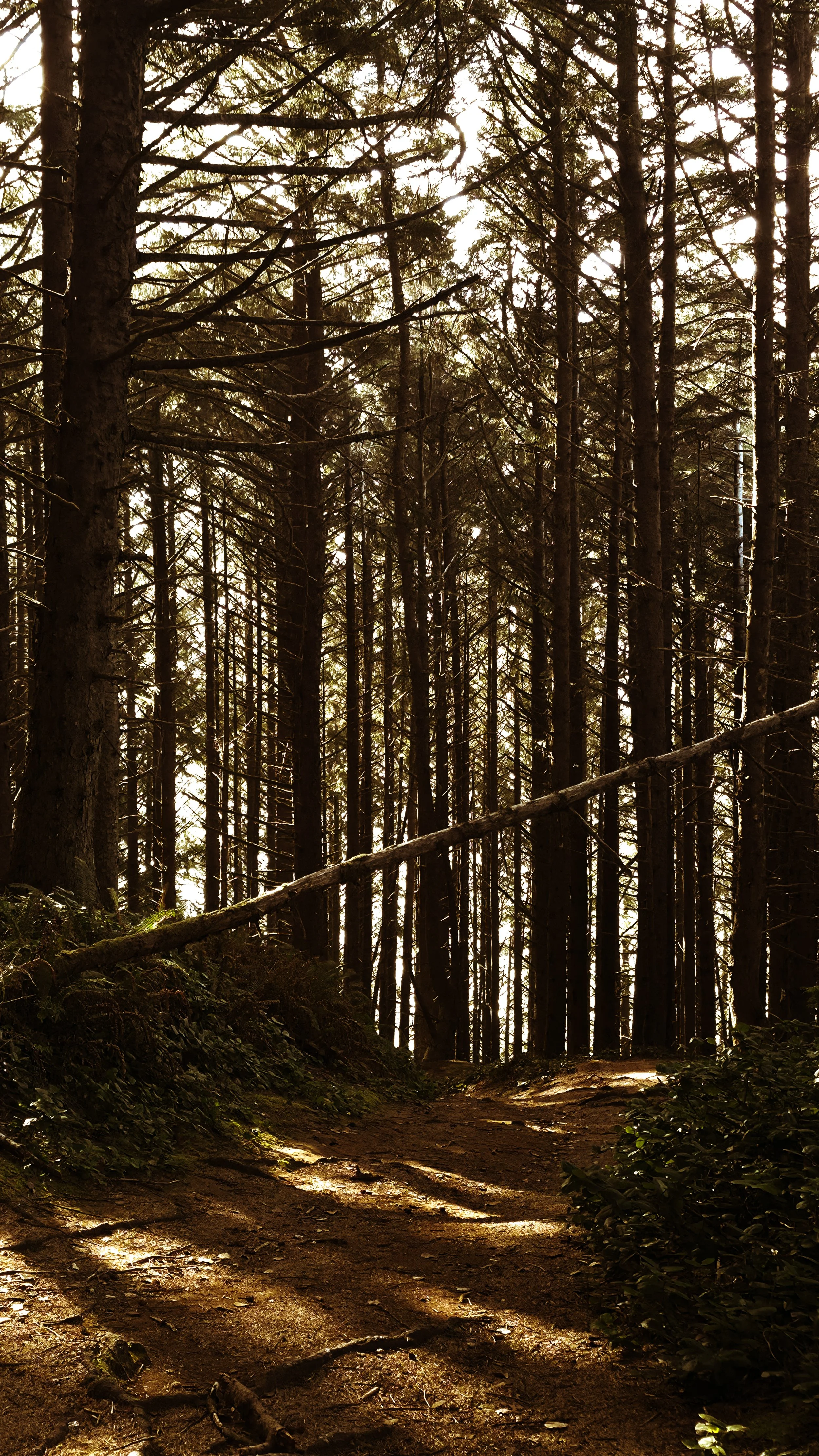 A forest scene with tall trees and a dirt path illuminated by sunlight, creating dappled shadows on the ground.