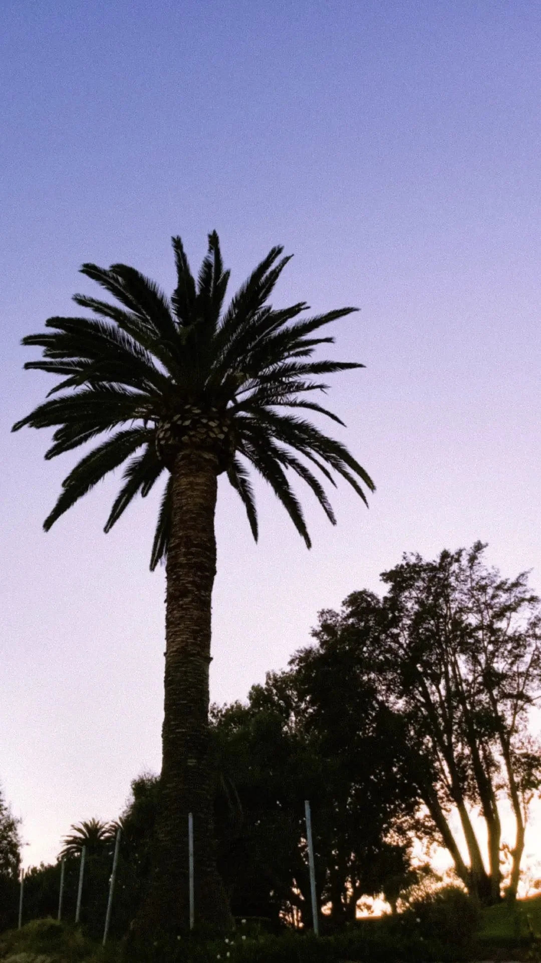 Silhouette of a tall palm tree against a purple and pink sky at dusk.