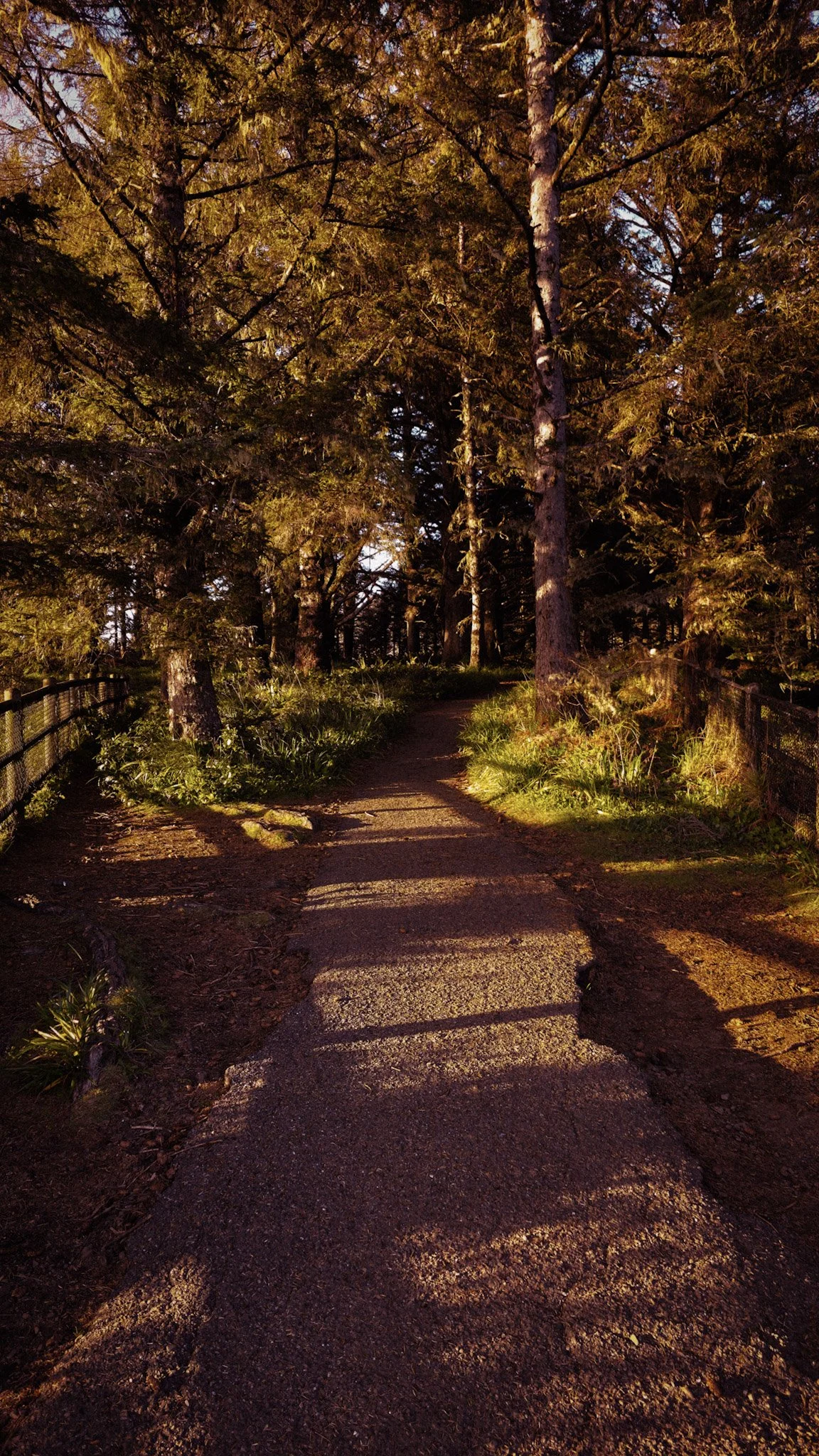 A dirt walking trail winding through a wooded area at sunset or sunrise, with trees on both sides and sunlight casting shadows.