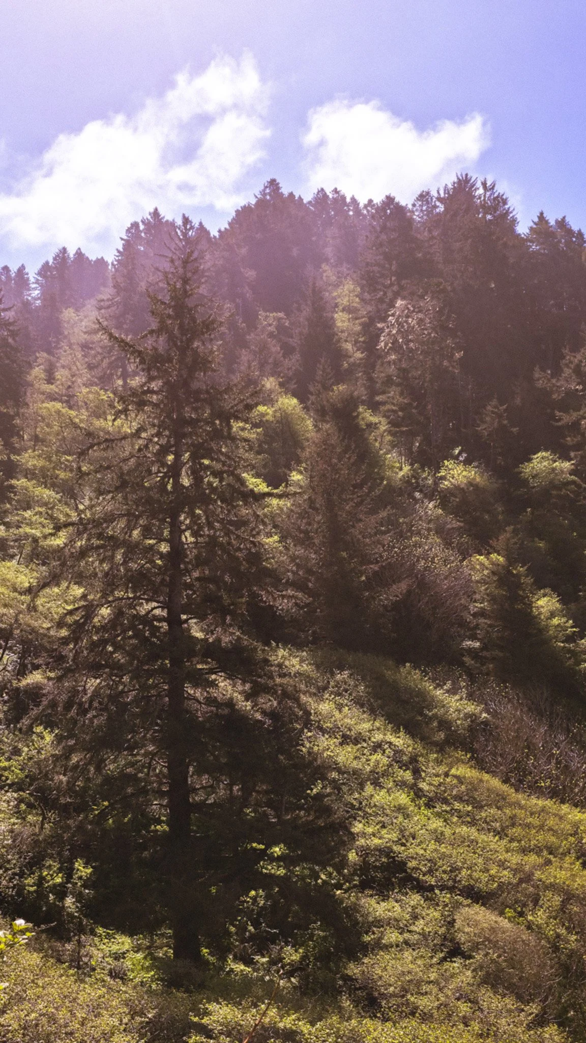 A forested mountain hillside with tall trees and a partly cloudy sky.