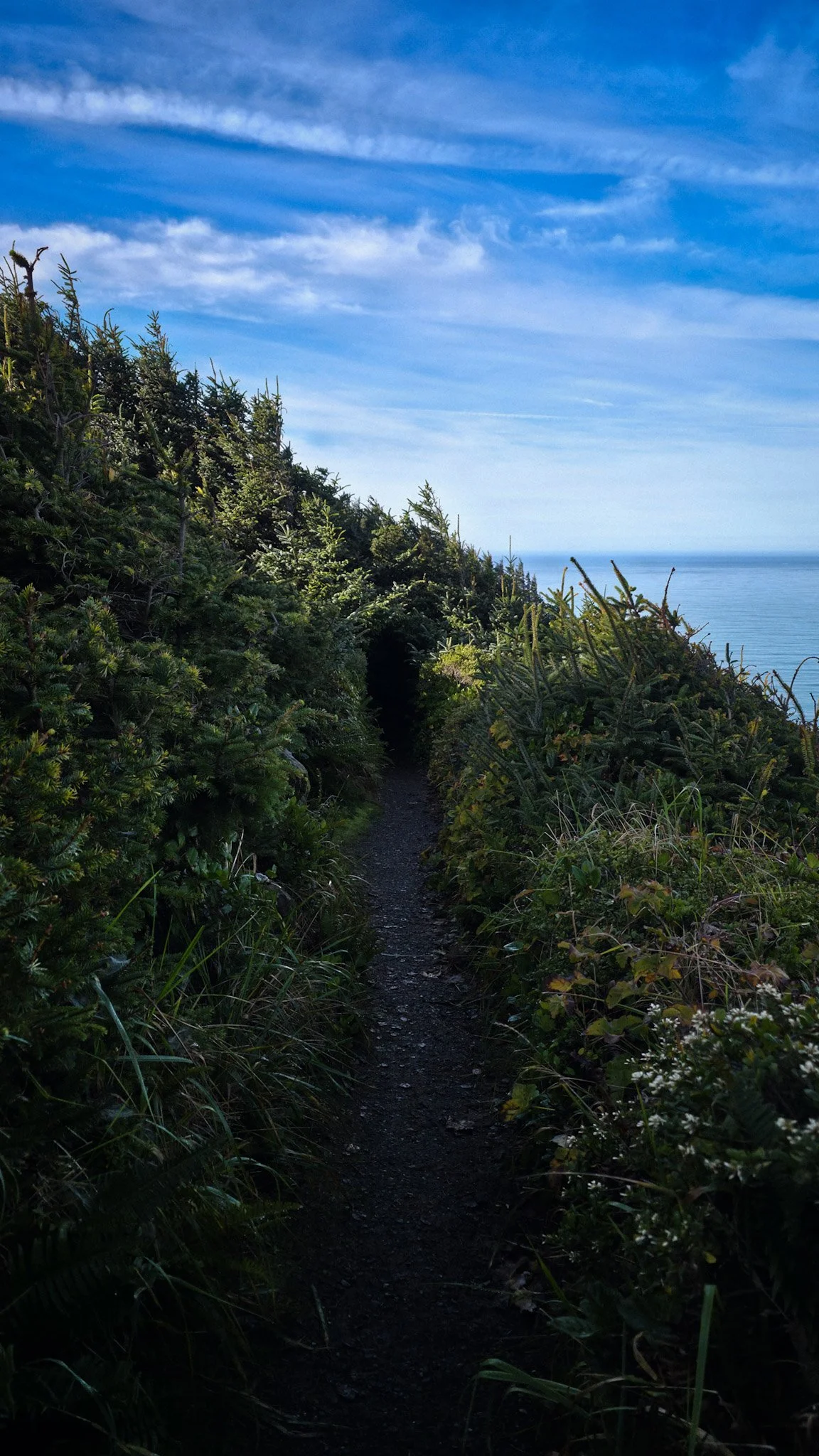 A narrow dirt trail through dense green bushes and trees, leading towards the ocean under a partly cloudy blue sky.