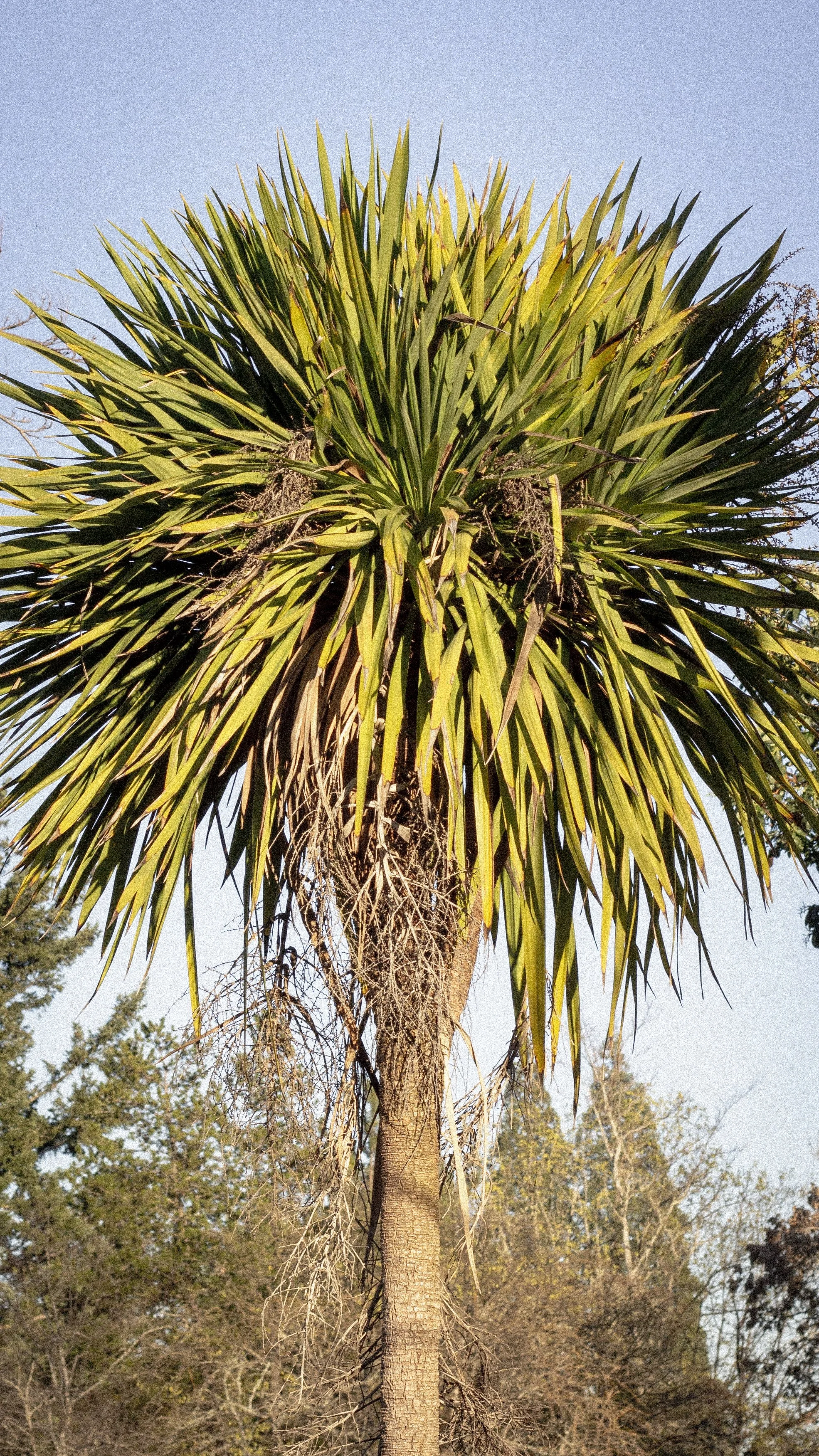 A tall palm tree with long, spiky green leaves against a clear blue sky.