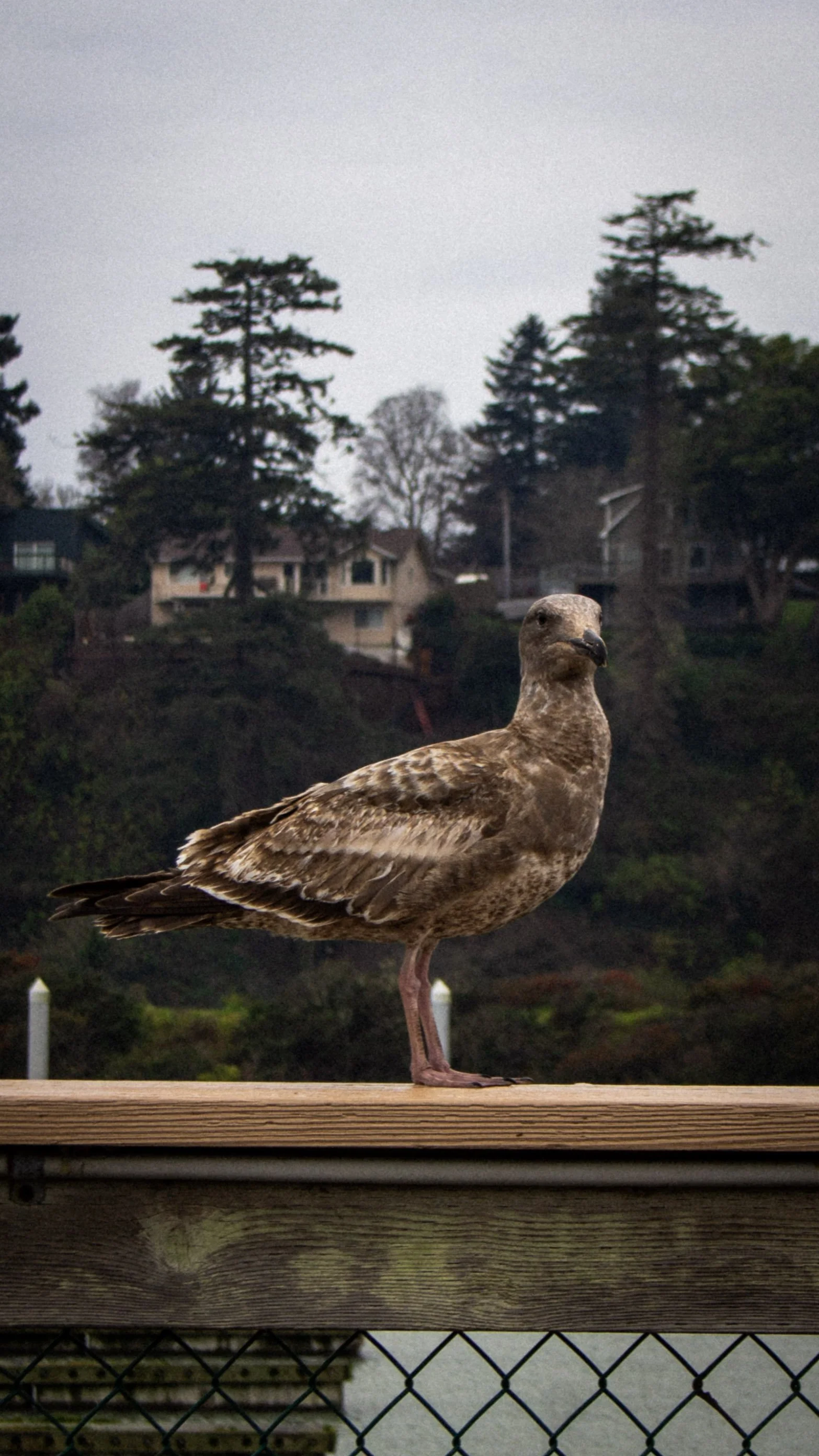 A bird, possibly a seagull, standing on one leg on a wooden railing with houses and trees in the background.