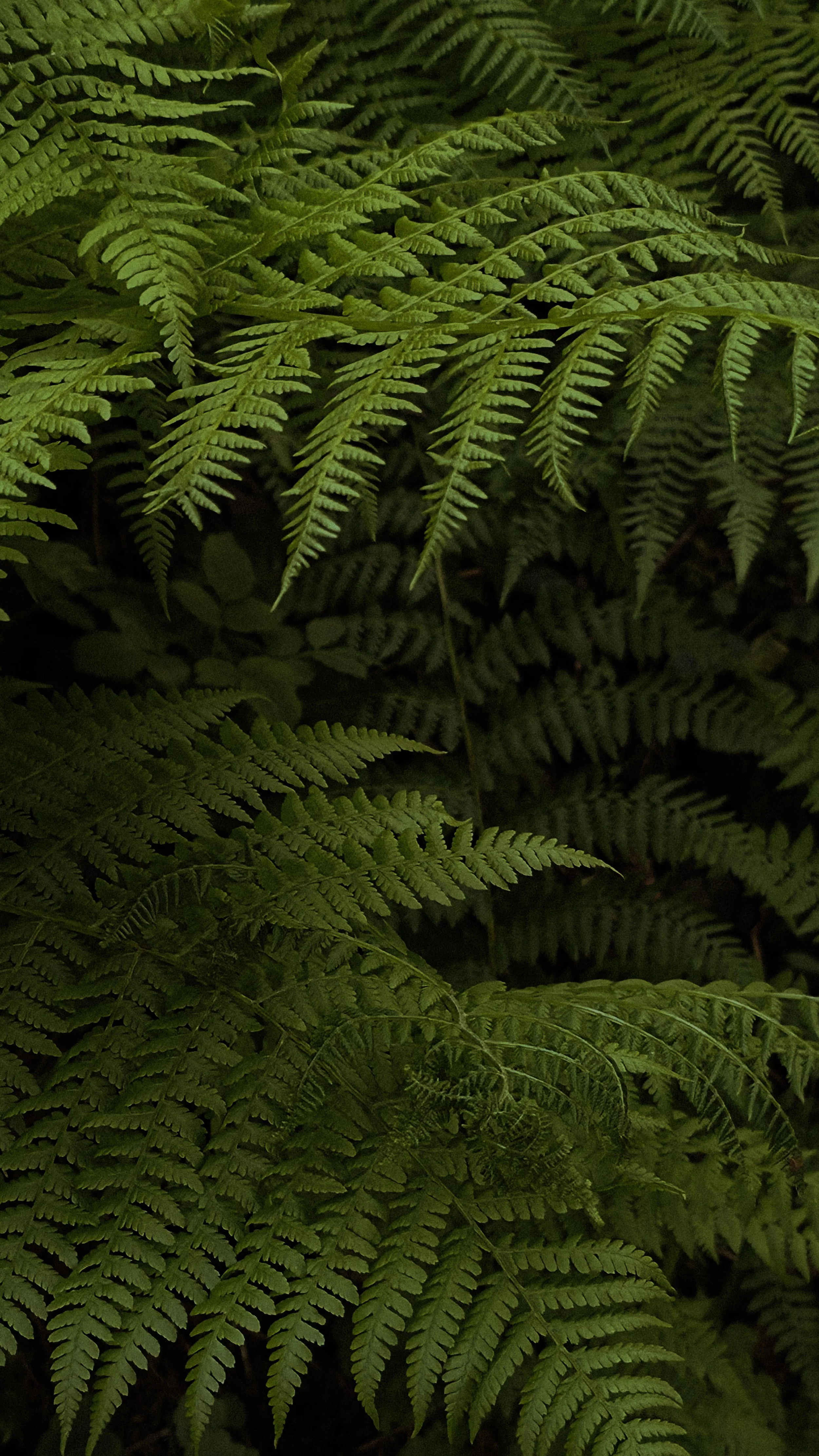 Close-up of green fern leaves overlapping each other in a natural setting.
