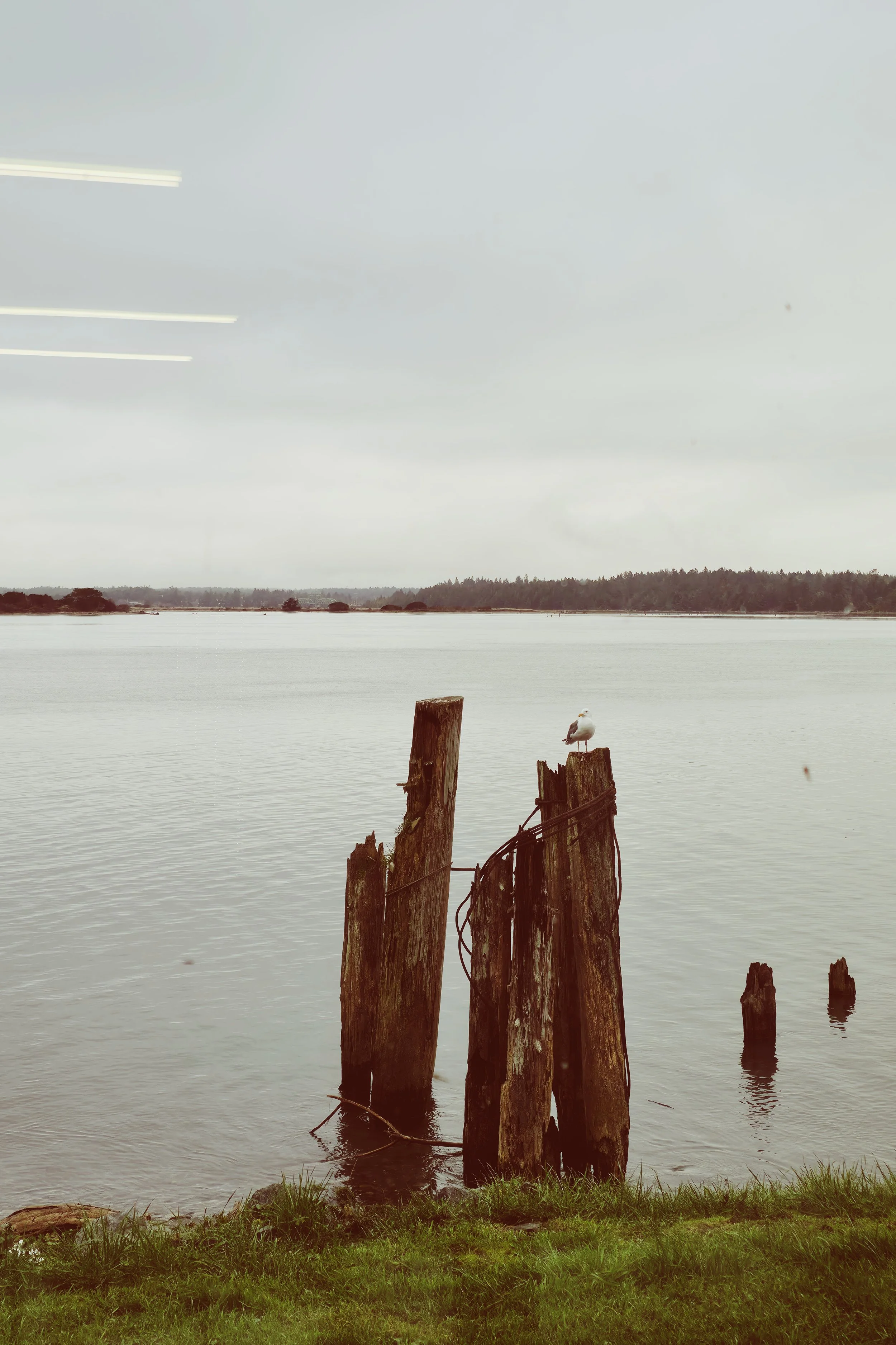 A seagull perched on a weathered wooden post near a body of water with a grassy shoreline in the foreground and a distant treeline on a cloudy day.