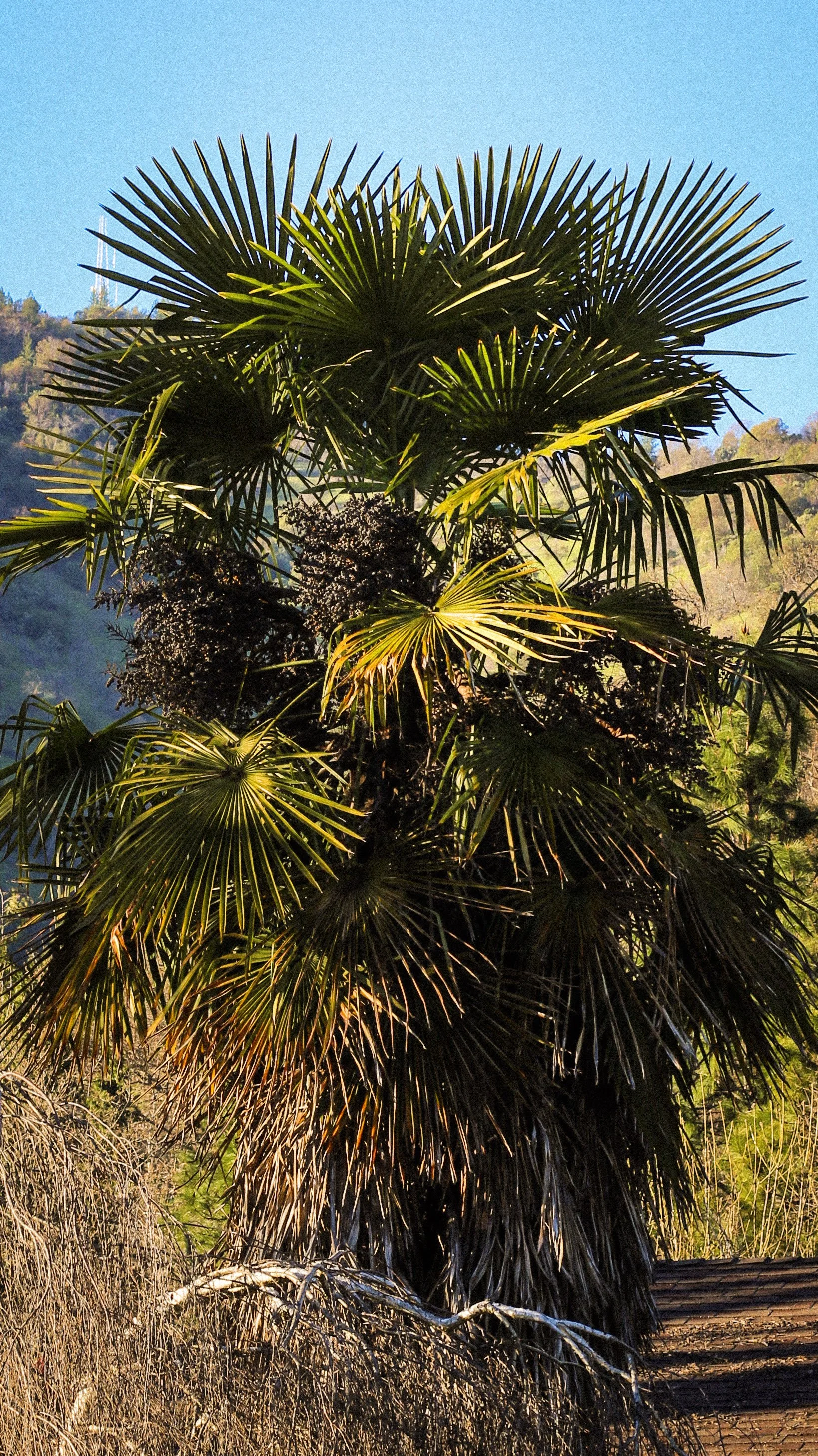 A tall palm tree with fan-shaped leaves and clusters of dark, spiky fruit at the top, set against a mountain and blue sky background.