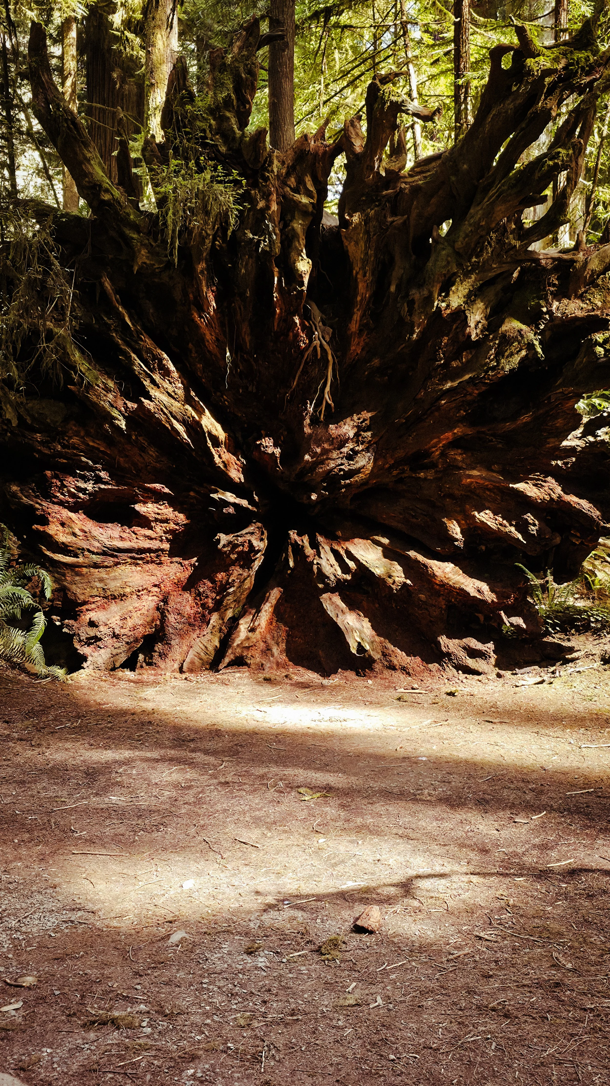 A large uprooted tree with twisted and gnarled roots in a forest, surrounded by green foliage and trees, with sunlight filtering through the canopy.