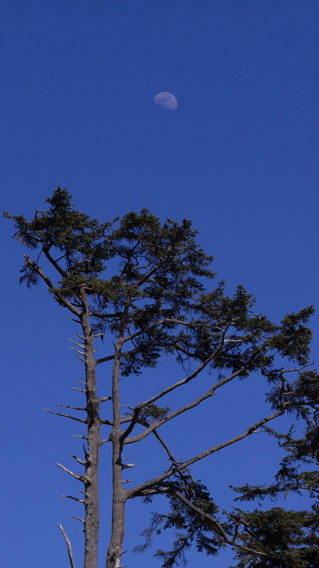 Coastal Tree Moon Phone Wallpaper.png