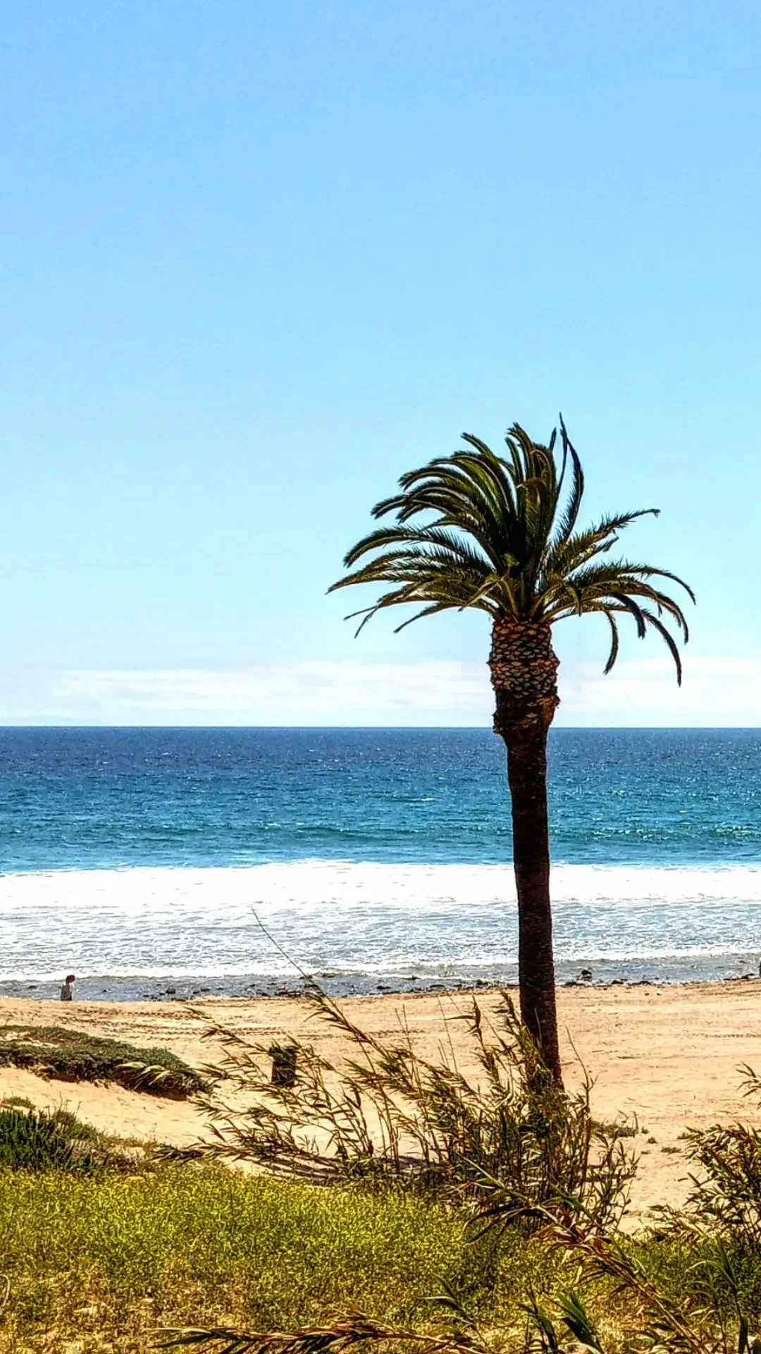 A palm tree on a sandy beach with the ocean and blue sky in the background.