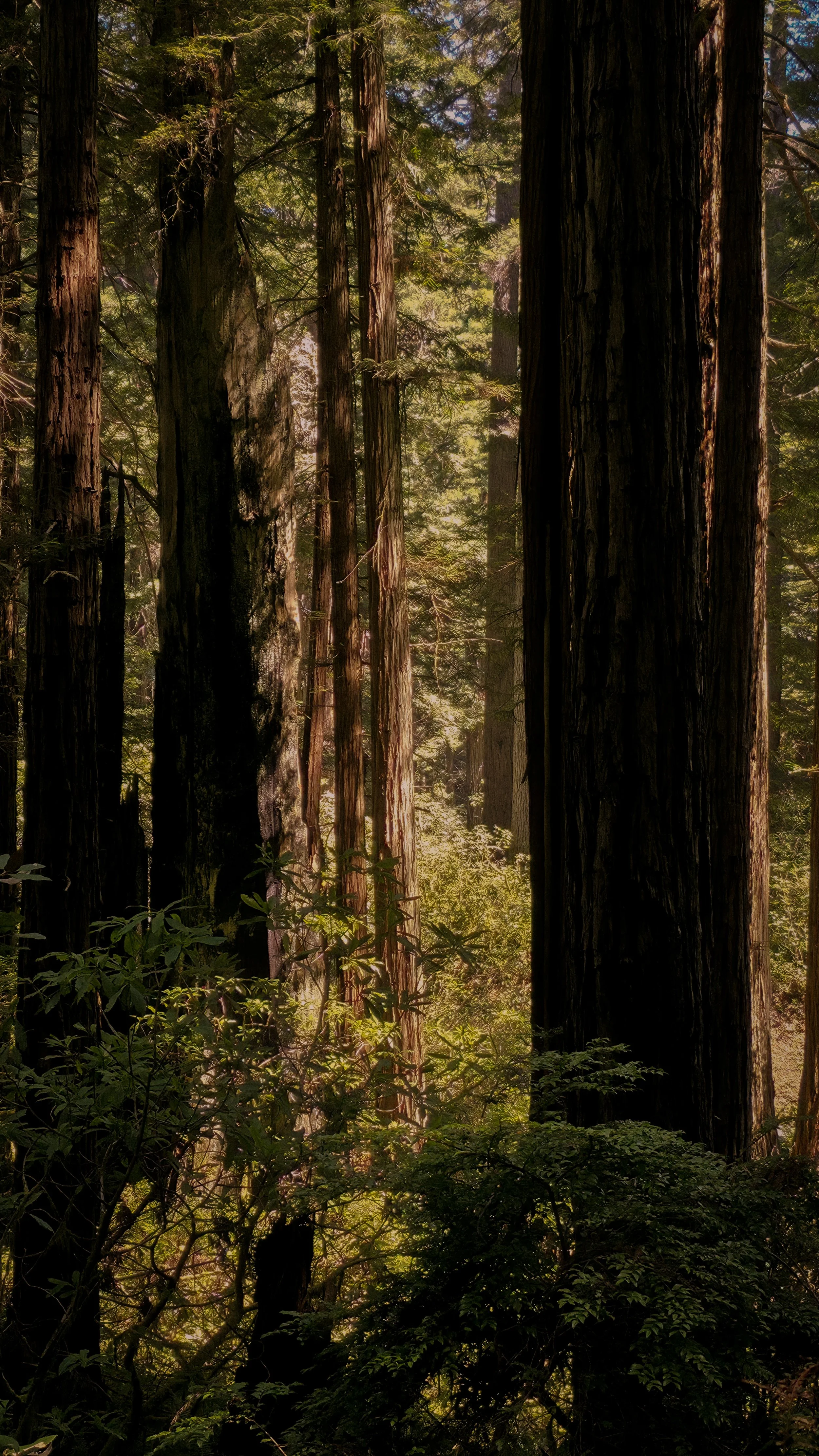 Dense forest with tall redwood trees, sunlight filtering through the green canopy, and lush undergrowth.