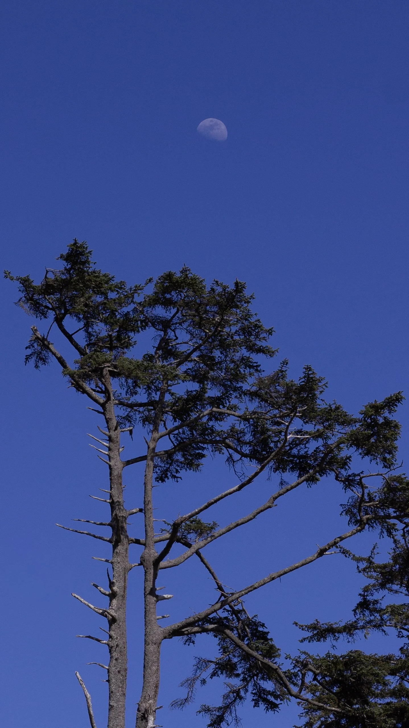 A tall tree with sparse green foliage set against a clear blue sky, with the moon visible in the background.