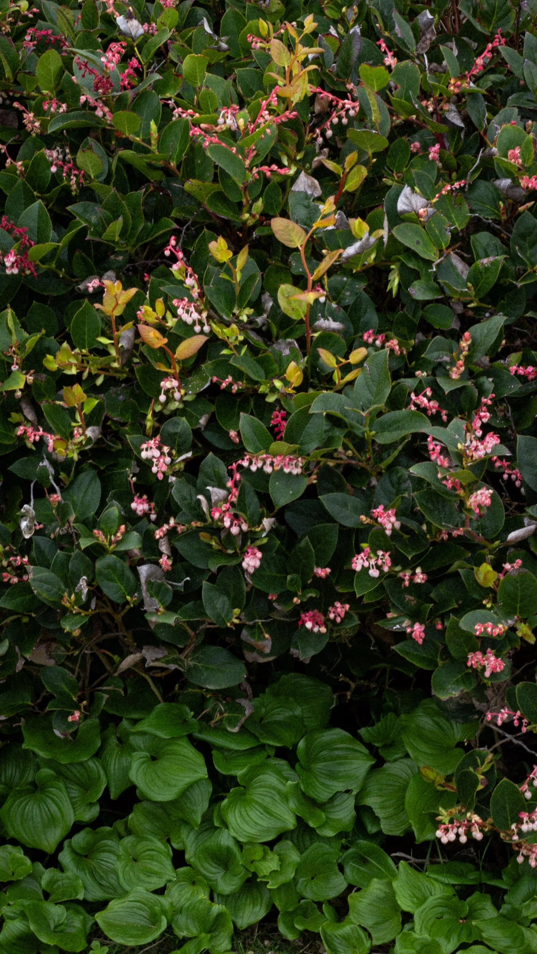 Close-up of green leafy plants with small pink and white flowers.