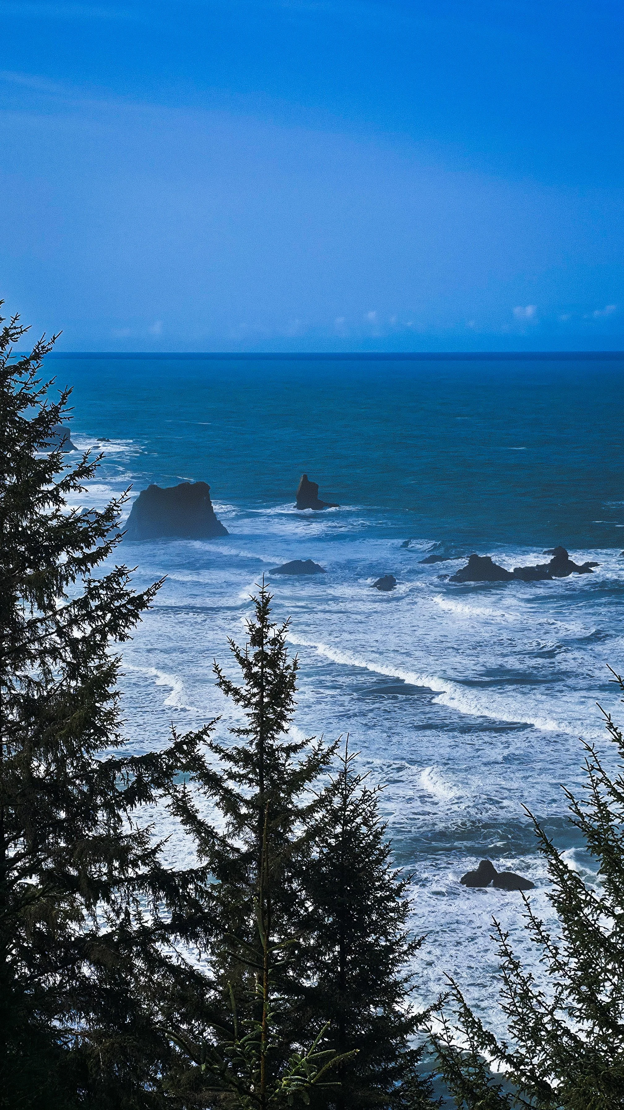 Coastal scene with evergreen trees in the foreground, rocky formations in the ocean, and a clear blue sky.