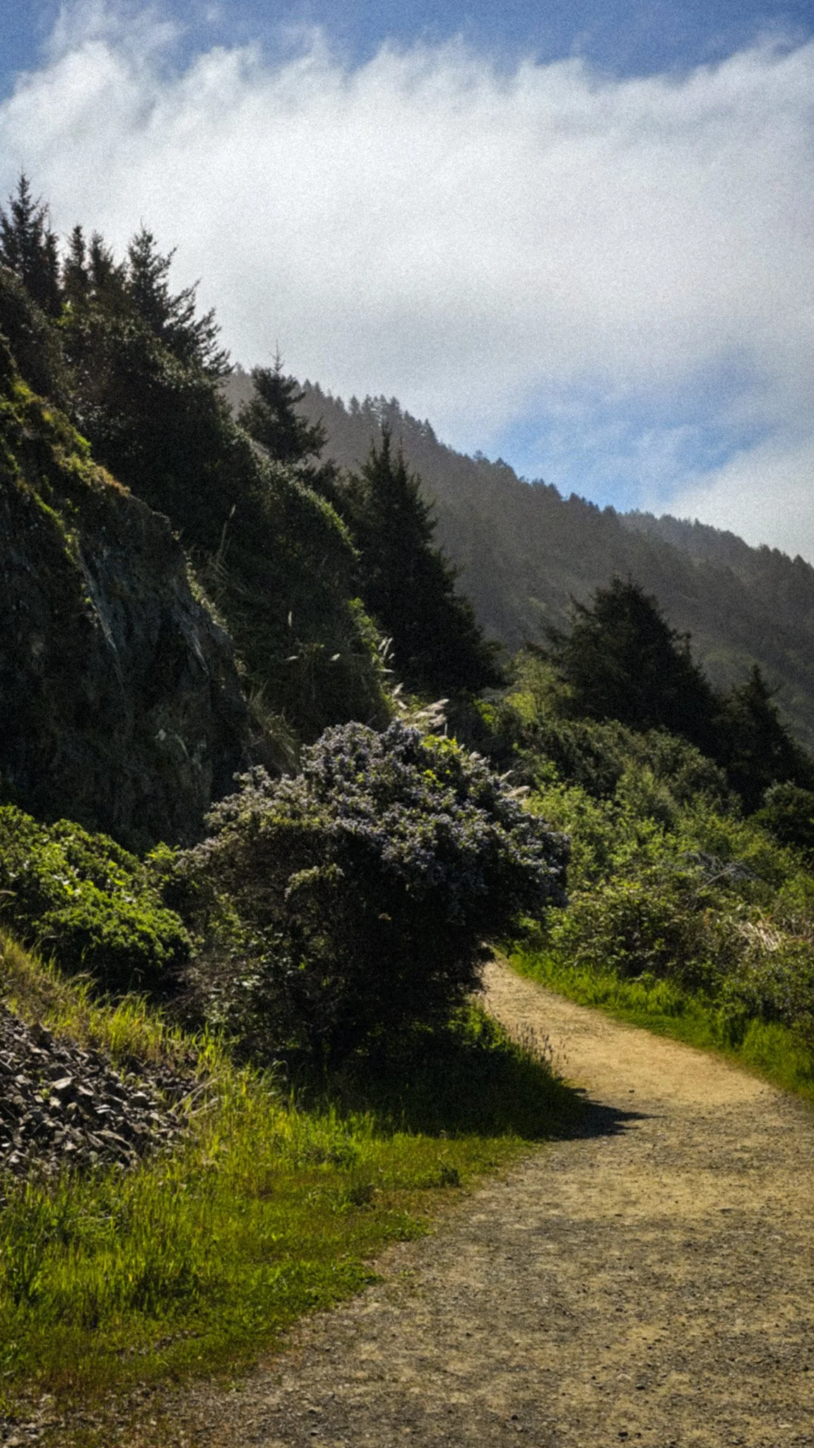 A dirt path winding through a lush green forest on a hillside with tall trees and flowering bushes under blue sky with clouds.