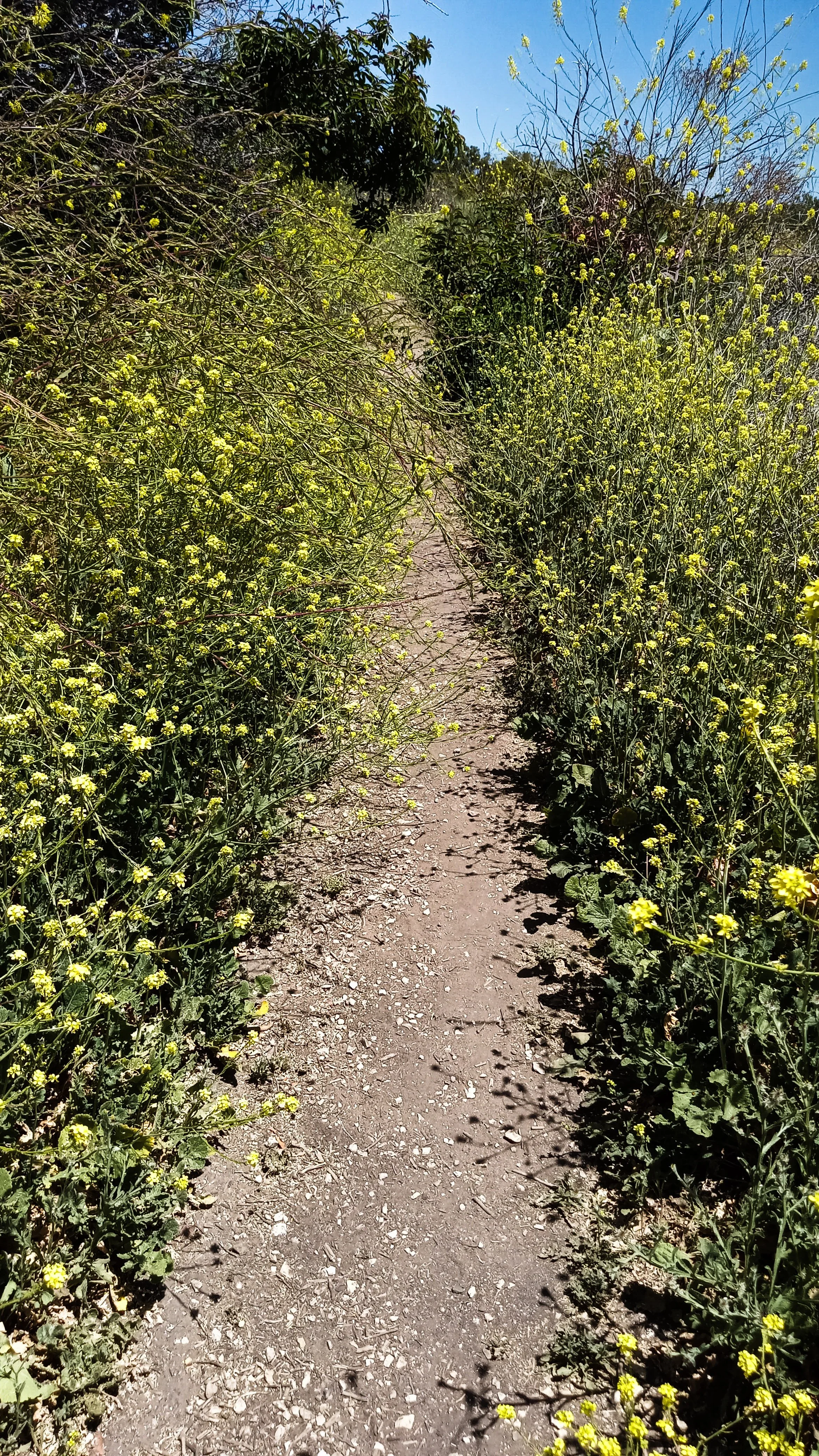 A narrow dirt path bordered by yellow flowering plants on both sides, with a clear blue sky overhead.
