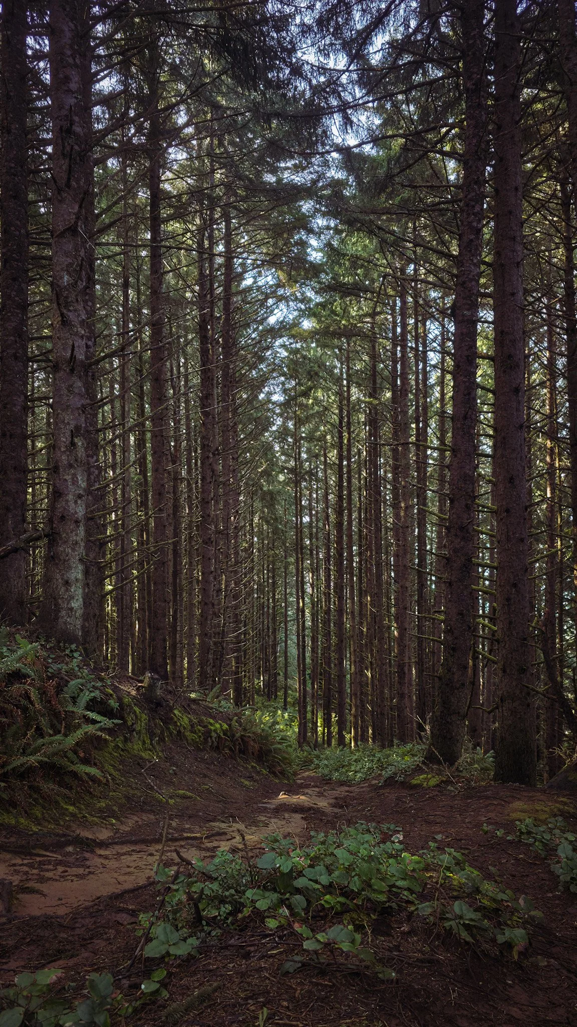 A dense forest pathway with tall, straight pine trees on either side, green foliage on the ground, and sunlight filtering through the tree canopy.
