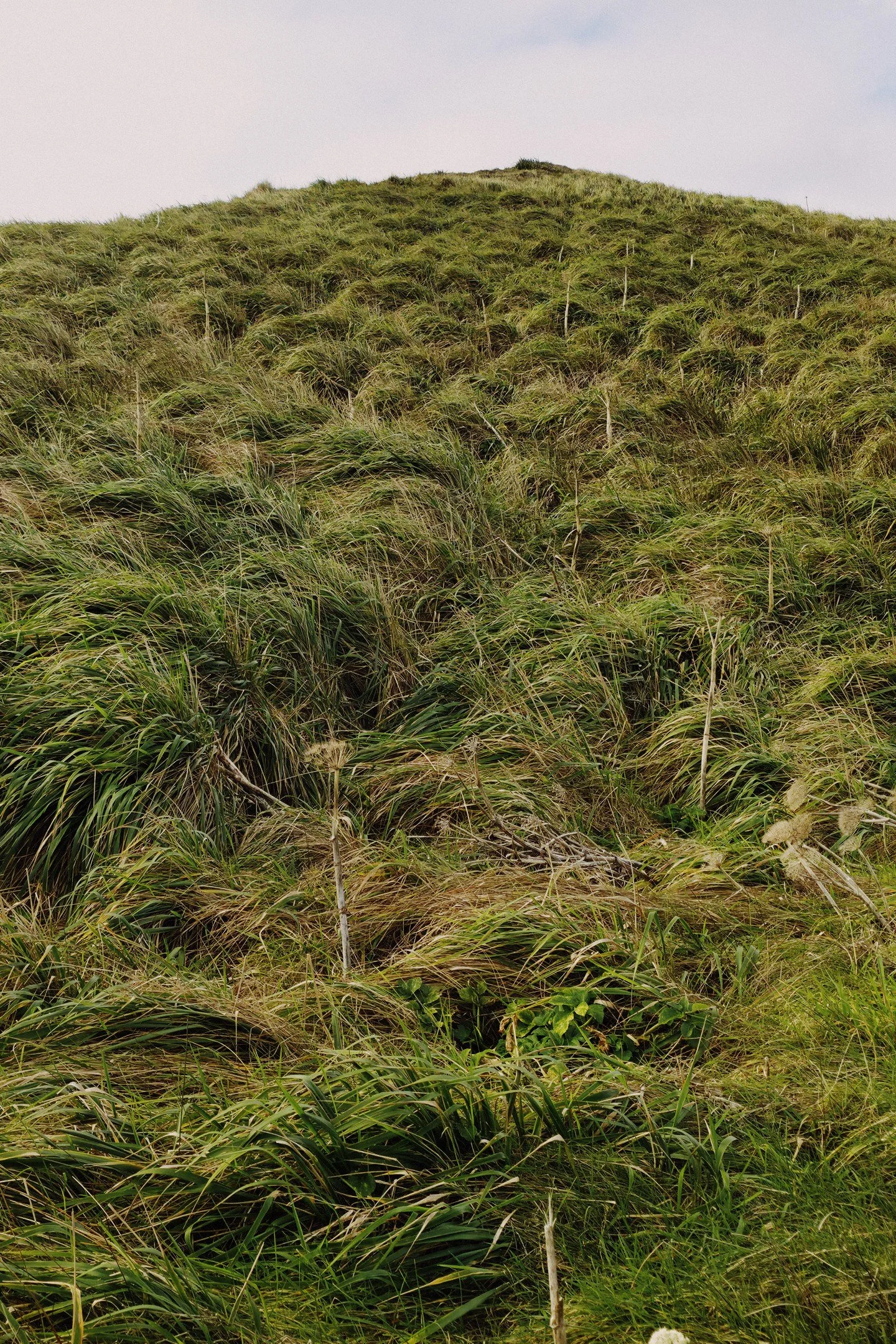 A grassy hillside with tall, green grass and a cloudy sky in the background.