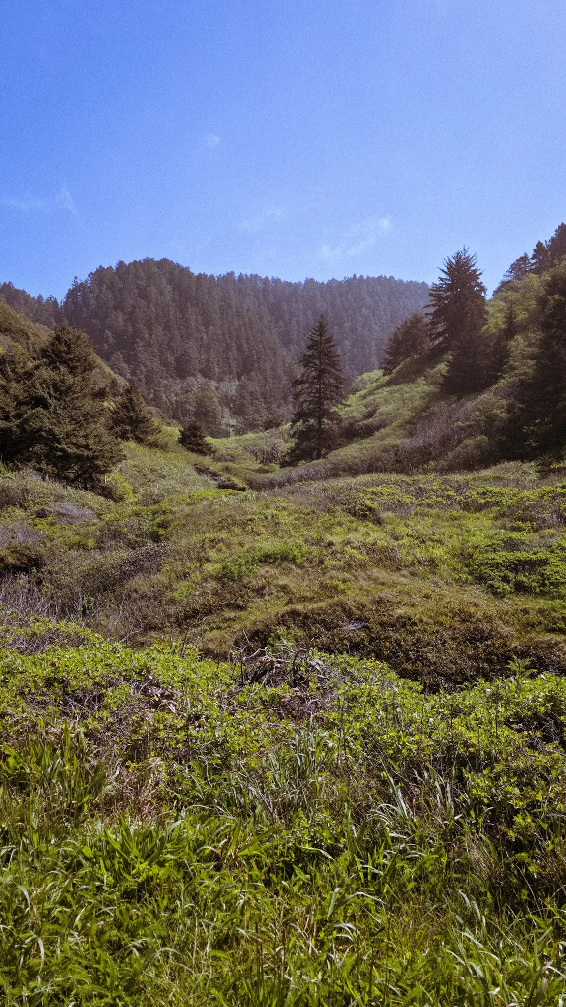 A lush green valley with trees and hillside under a clear blue sky.