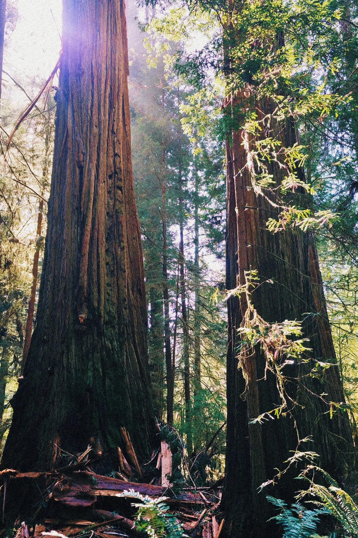 Tall redwood trees in a forest with sunlight filtering through green leaves.
