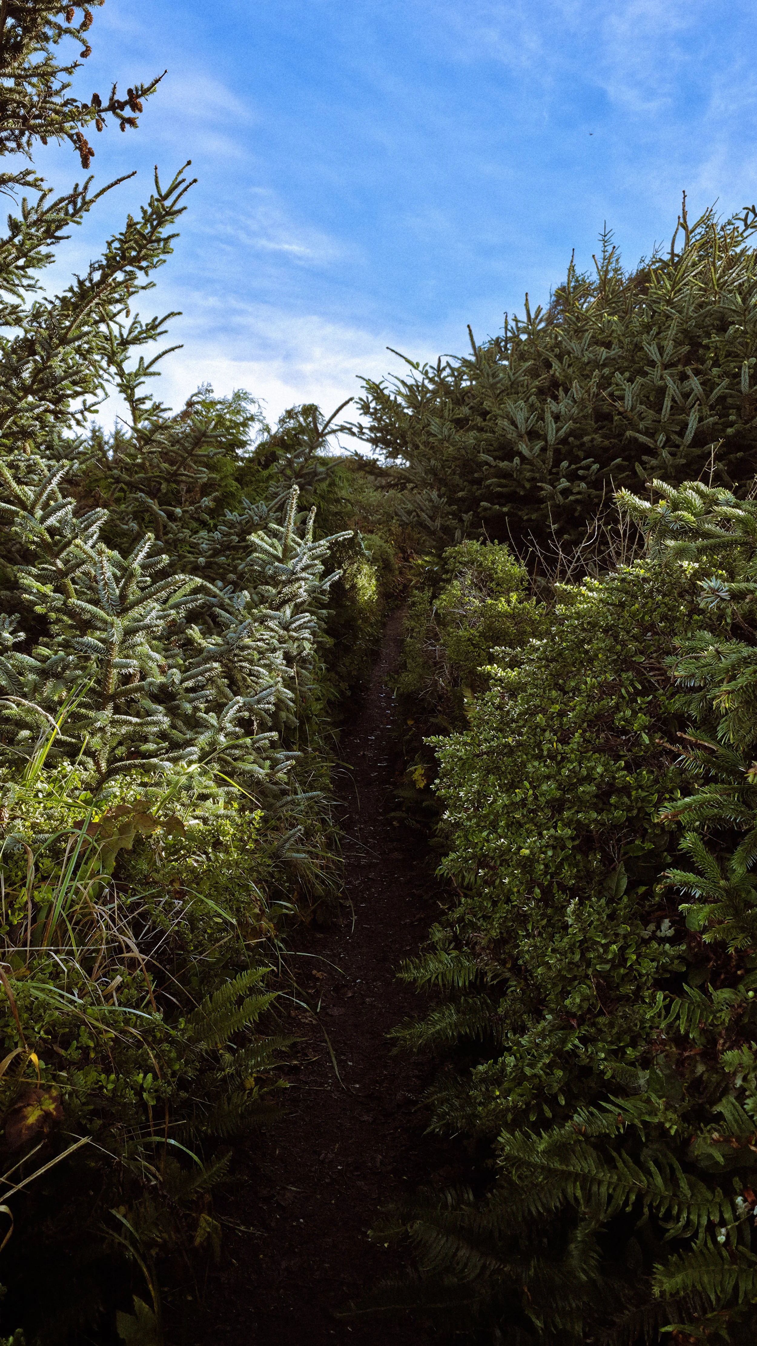 A narrow dirt path running through lush green bushes and trees with a bright blue sky overhead.