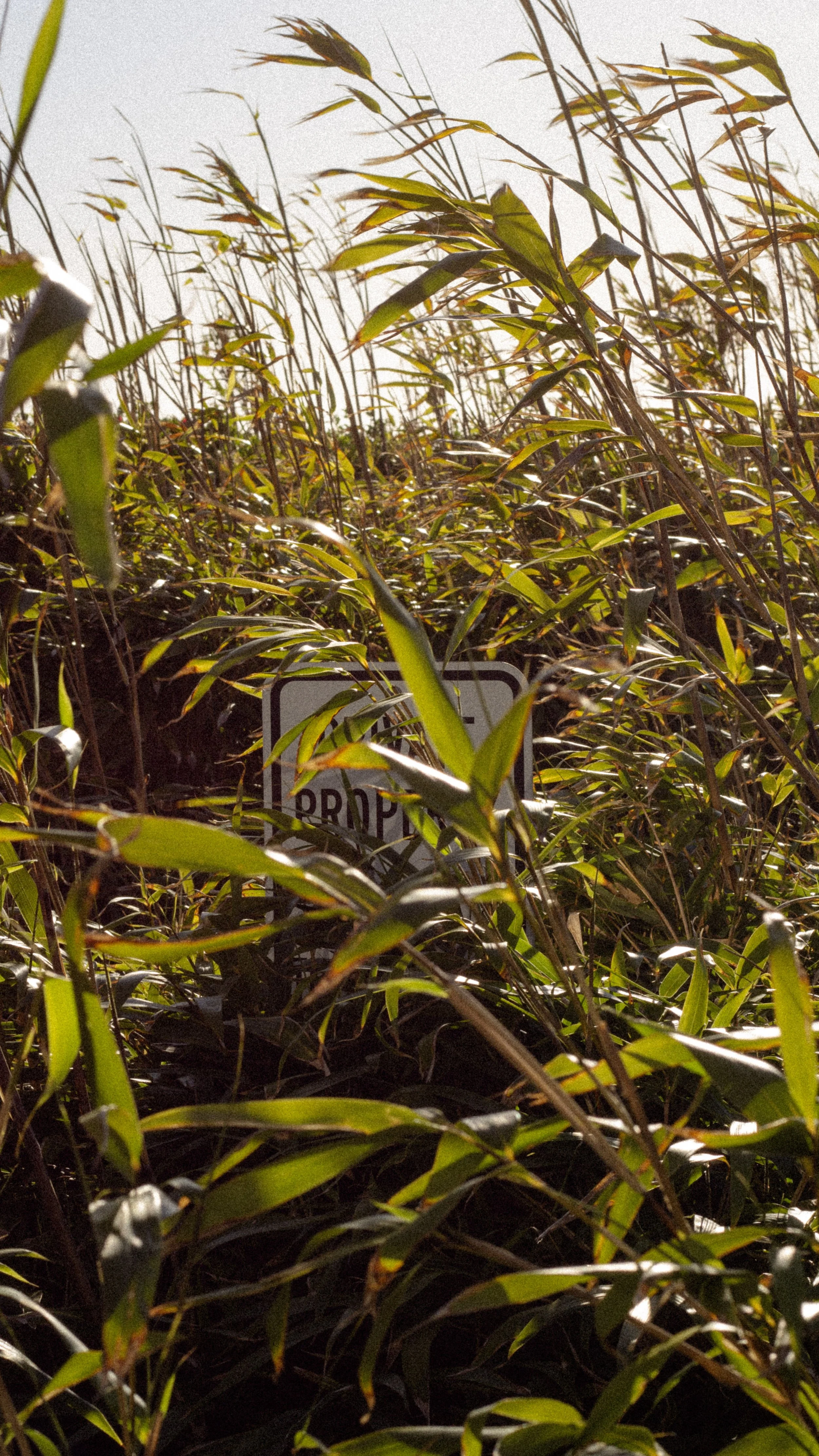 Tall green plants with brown stalks and leaves, with a partially visible sign that has the word 'PROP' on it, in a dense field under bright sunlight.
