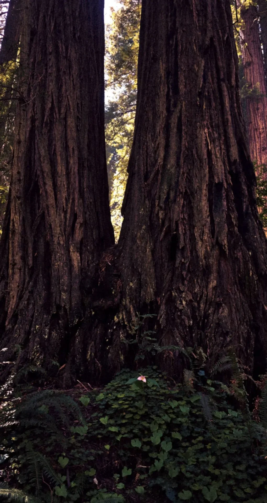 Close-up of the trunks of two large redwood trees with rough bark, with sunlight filtering through the canopy, and green ferns and plants at the forest floor.
