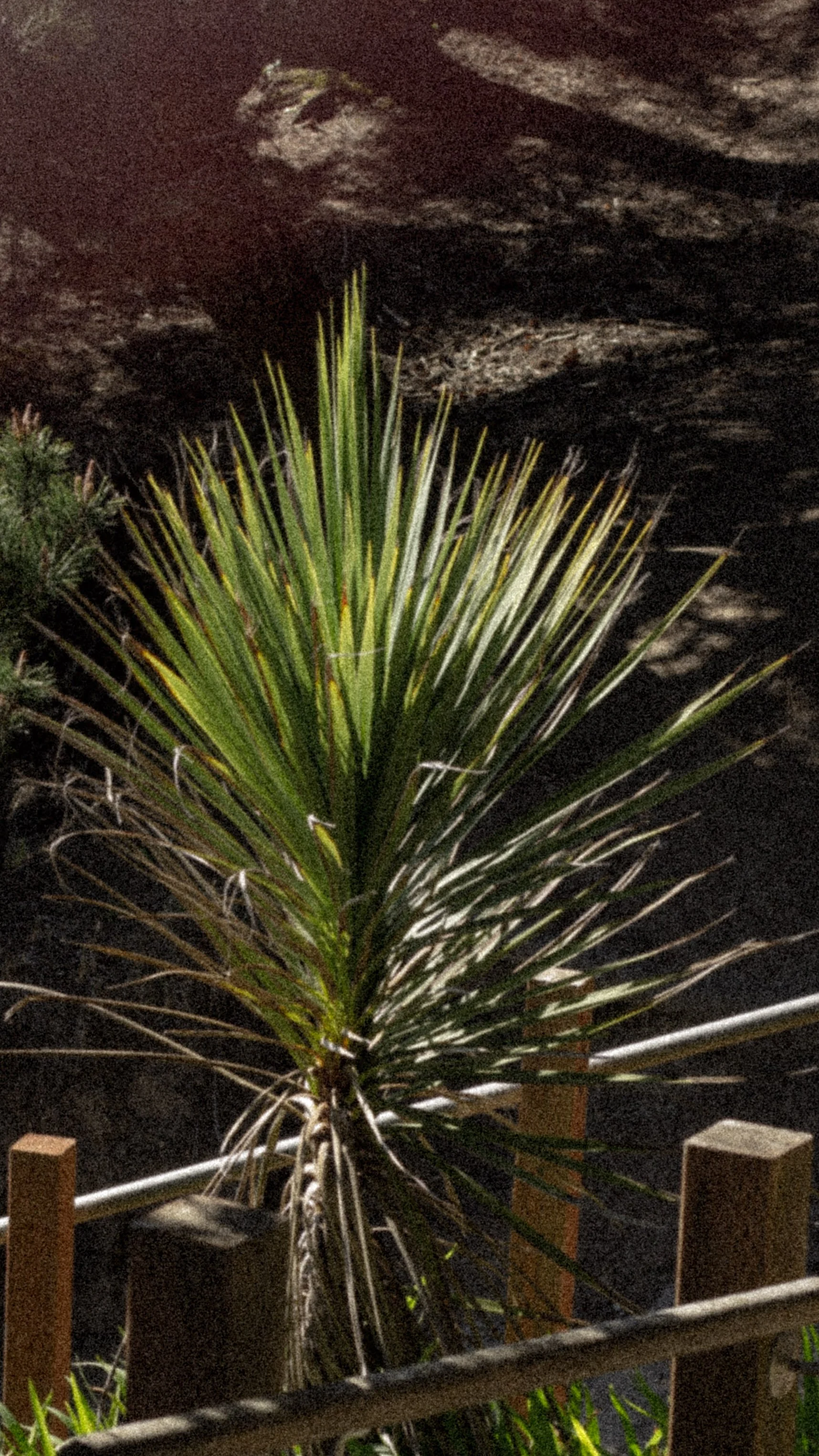 A potted plant with long, spiky green leaves is positioned outside, surrounded by a wooden fence at night.