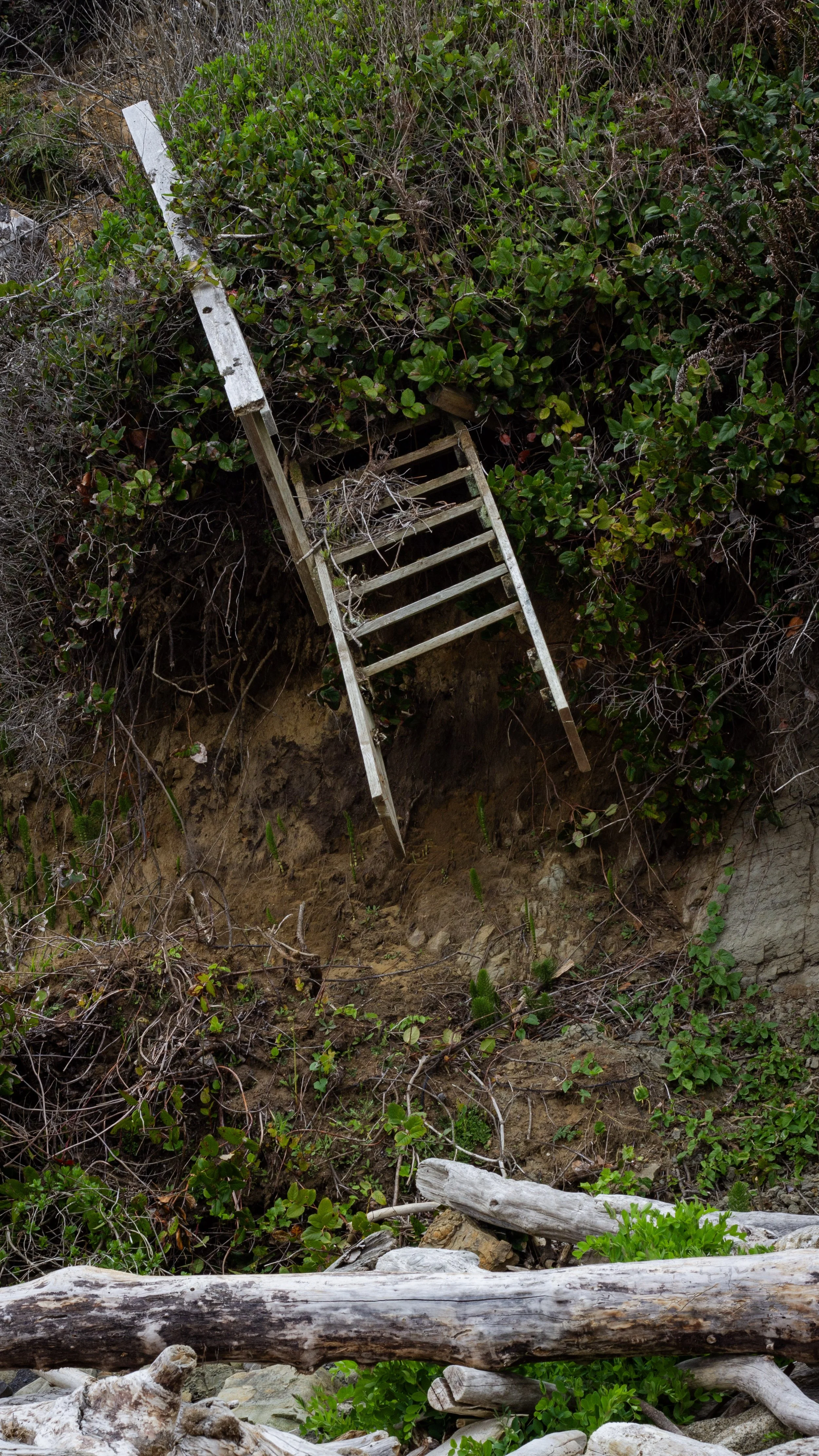 Old wooden ladder leaning against a dirt and vine-covered hillside with logs and rocks at the base.