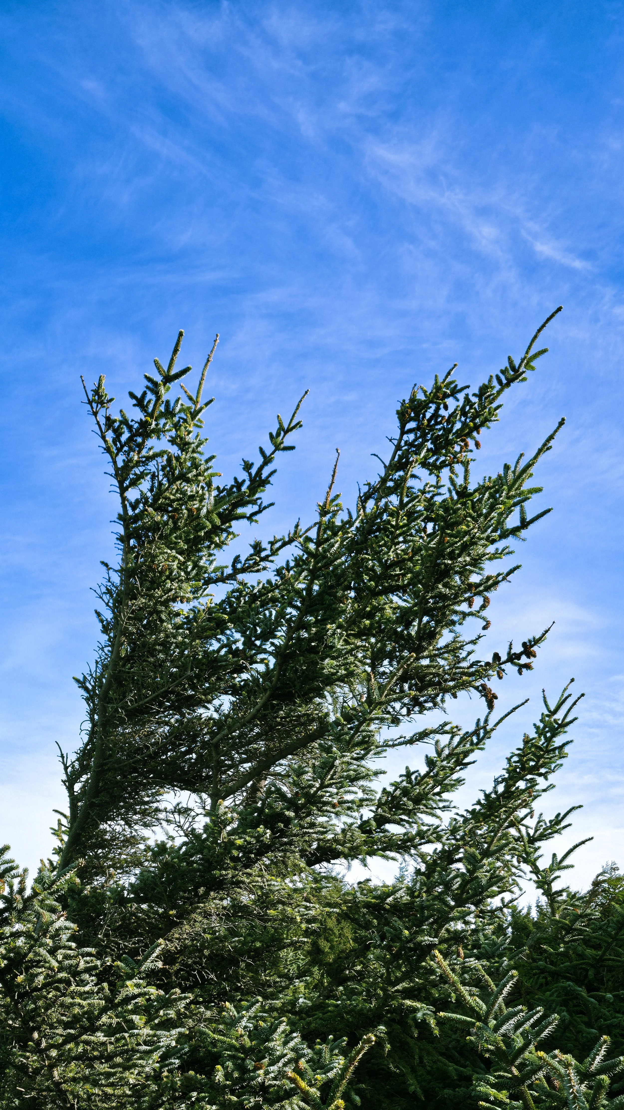 Evergreen tree with dense branches against a bright blue sky with wispy clouds.