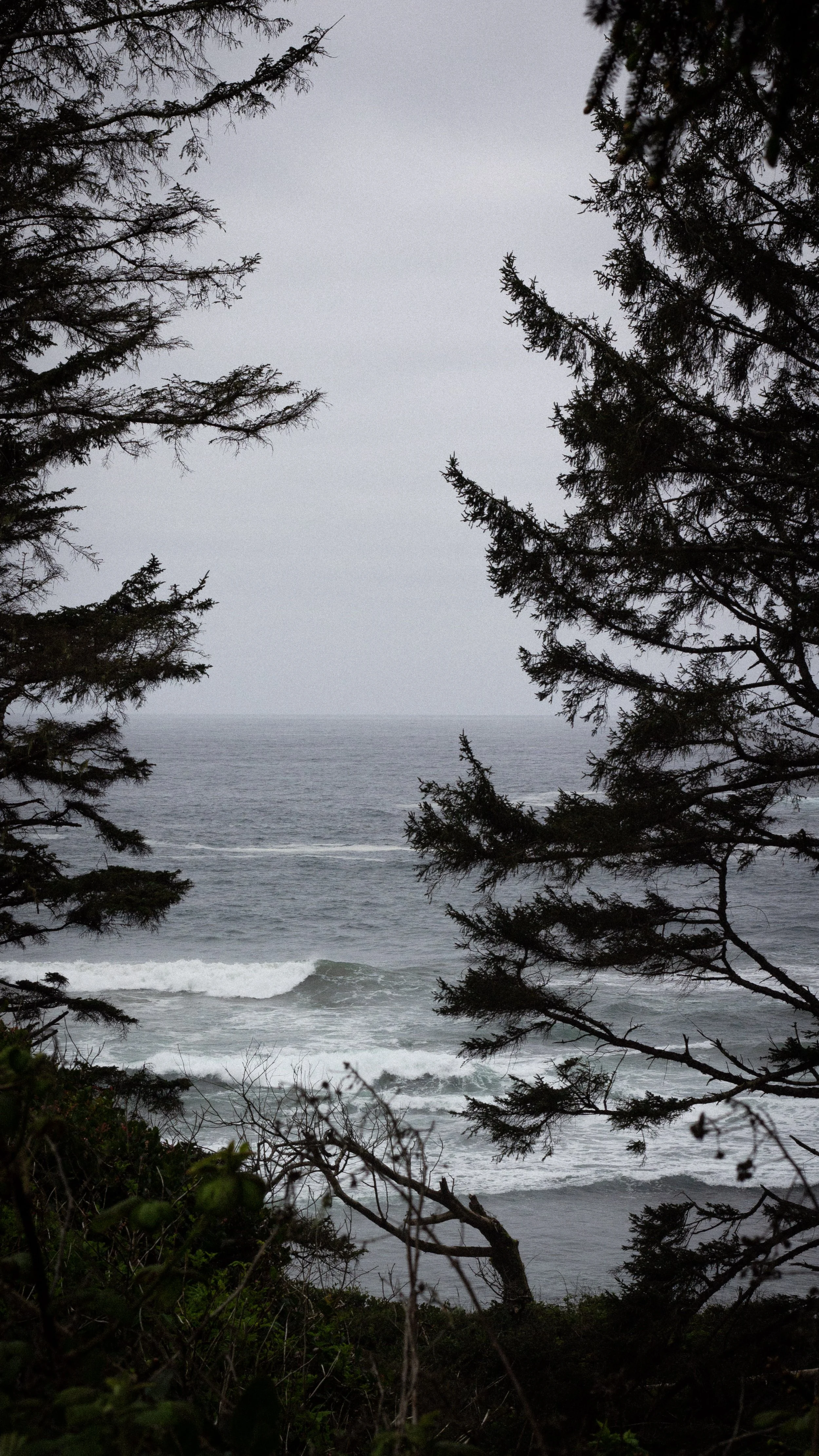 Overcast view of the ocean with crashing waves seen through the branches of tall evergreen trees.