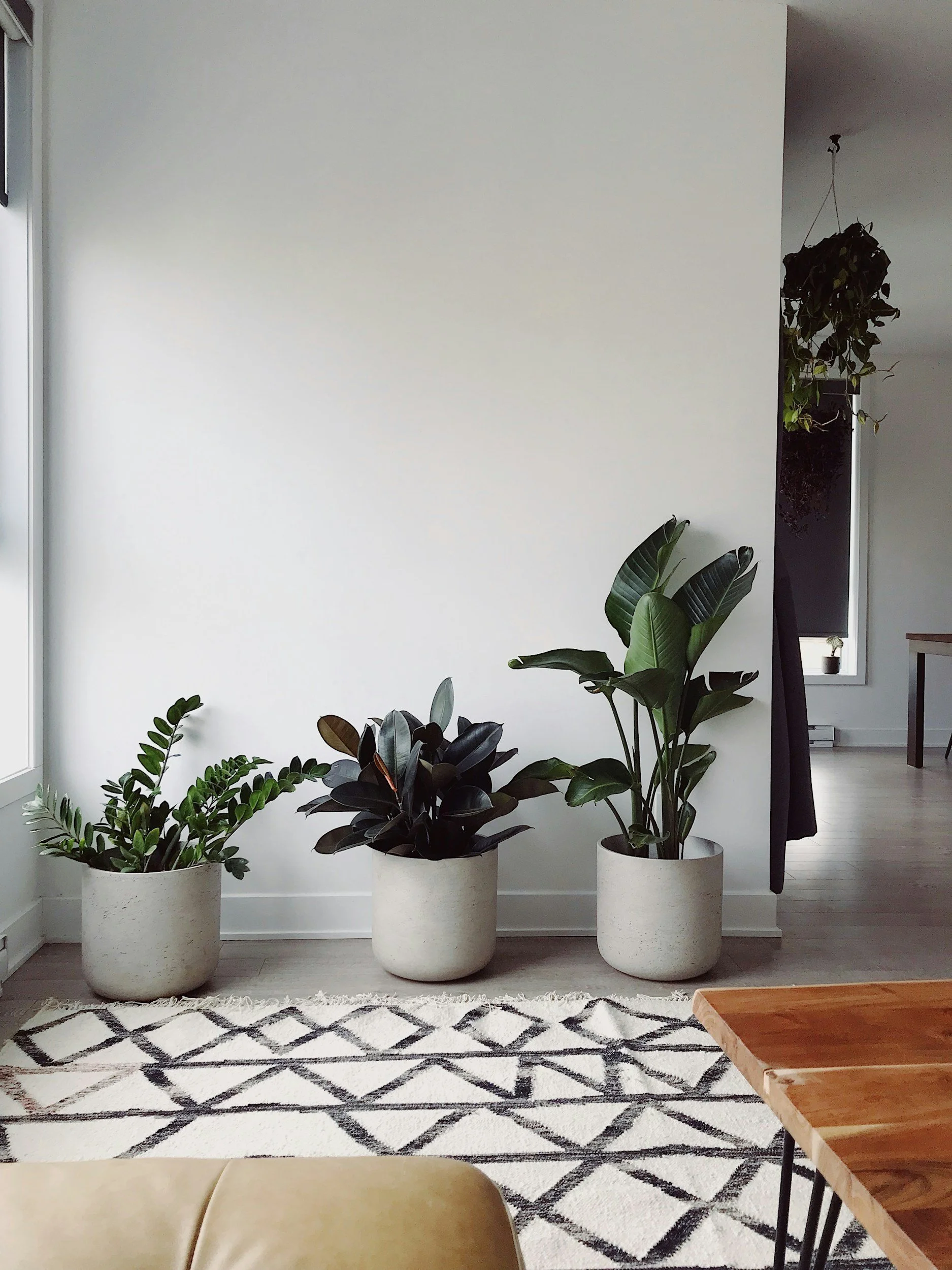 Interior view of a living space with three large potted plants, a black and white patterned rug, and a wooden table in the foreground. The background features white walls, windows, and a hanging plant.