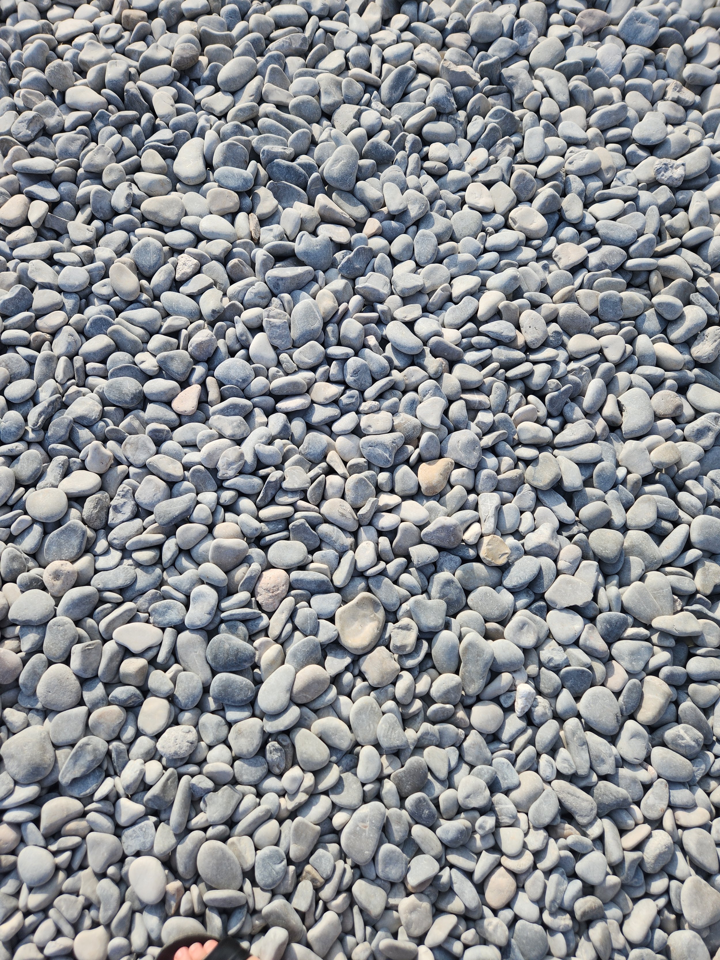 A large group of small, smooth, rounded gray and white pebbles covering the ground.