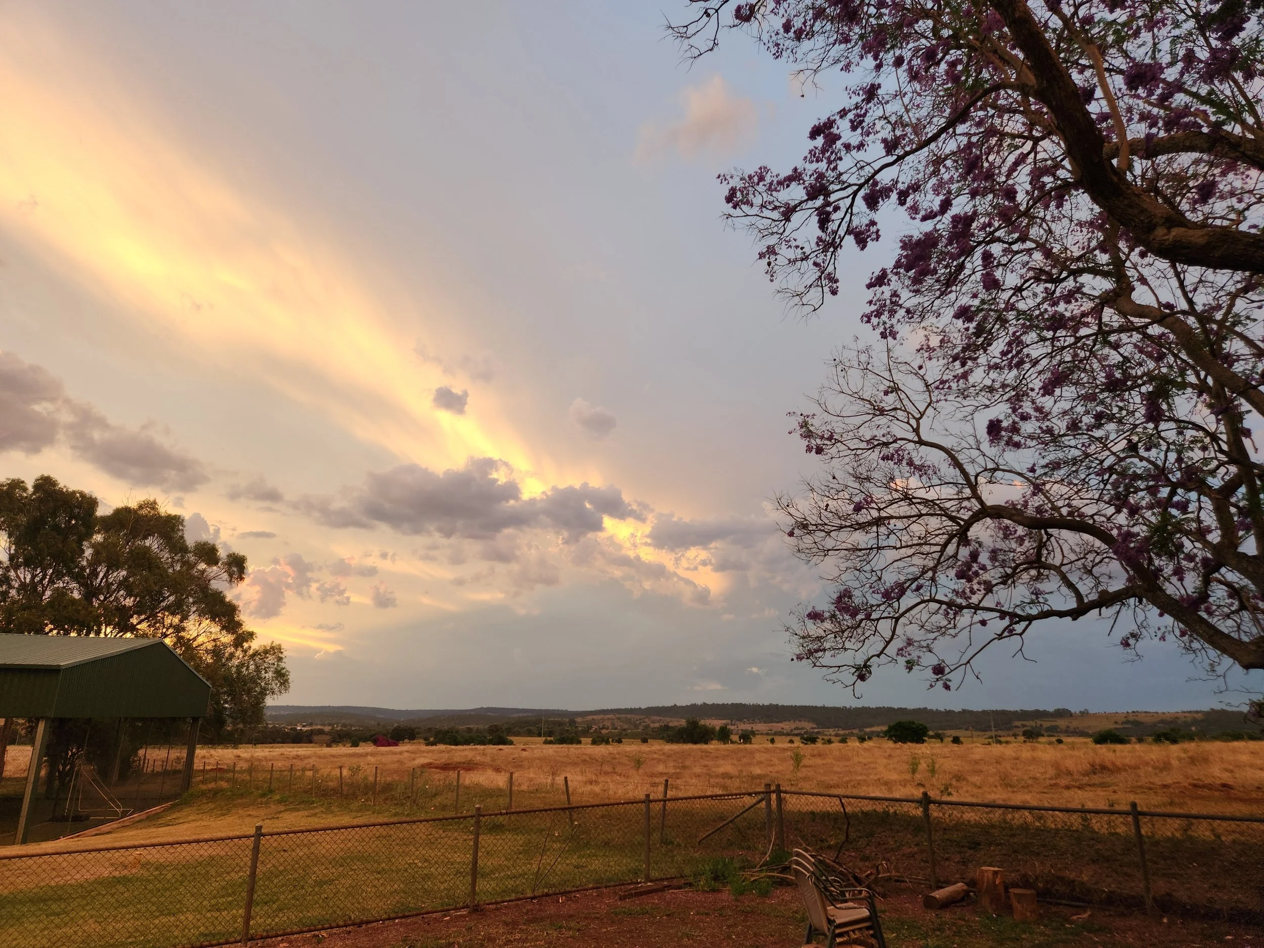 View of a landscape with a tree with purple flowers on the right side, a field in the foreground, a fence, and a sky with clouds and a colorful sunset.