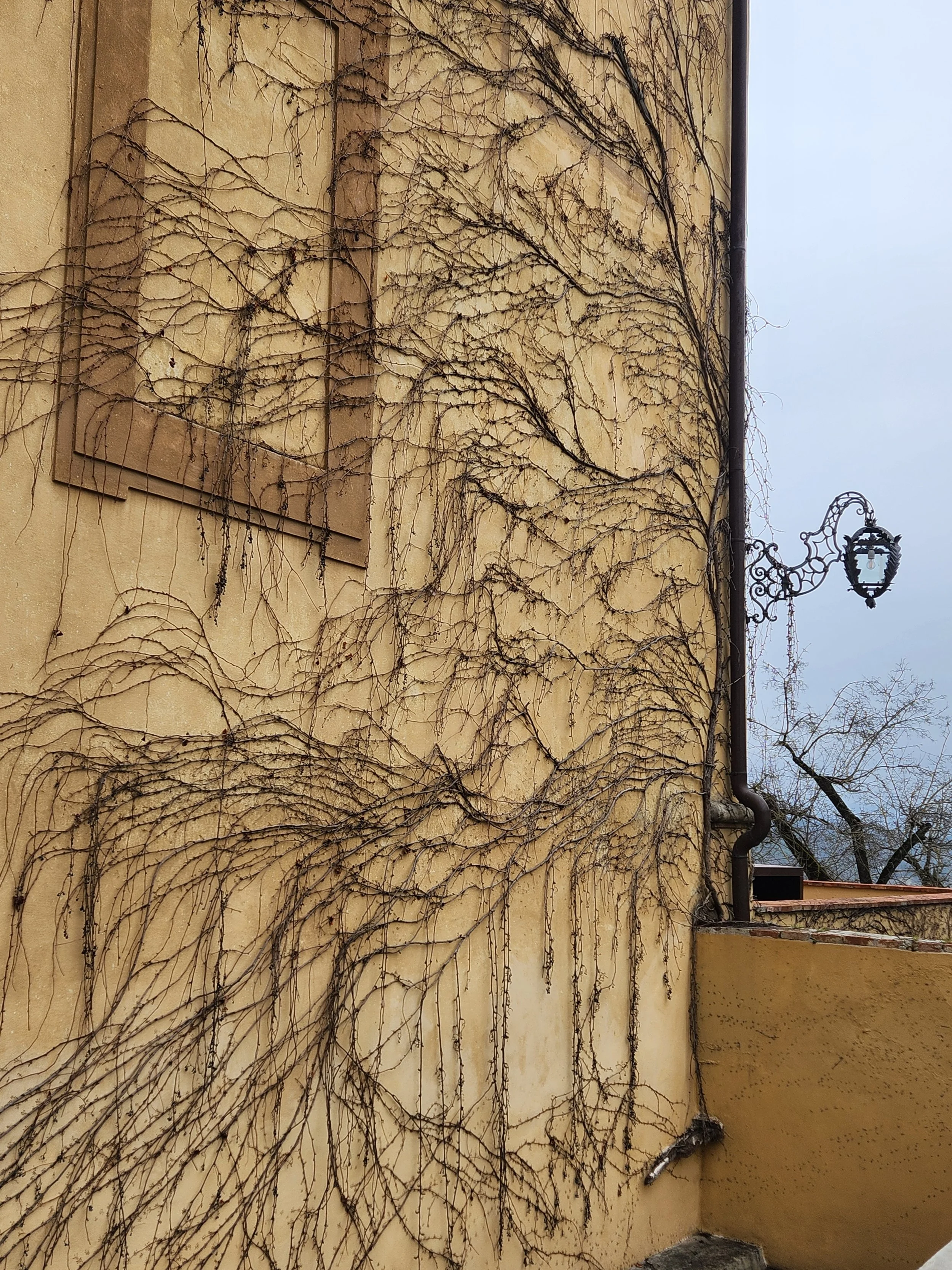 A beige wall with leafless vine branches growing across it, and a wall-mounted lamp on the right side.