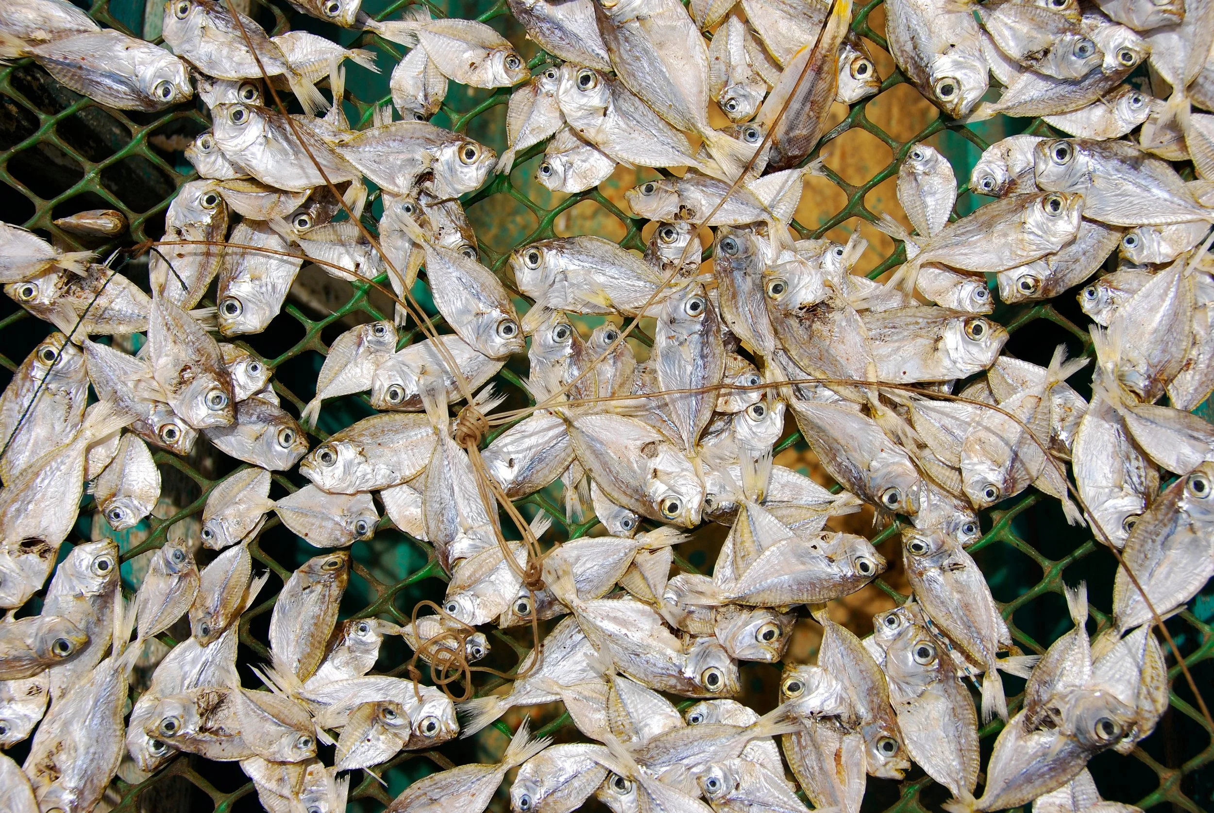  Sun dried fish is a staple in Eastern Visayas.