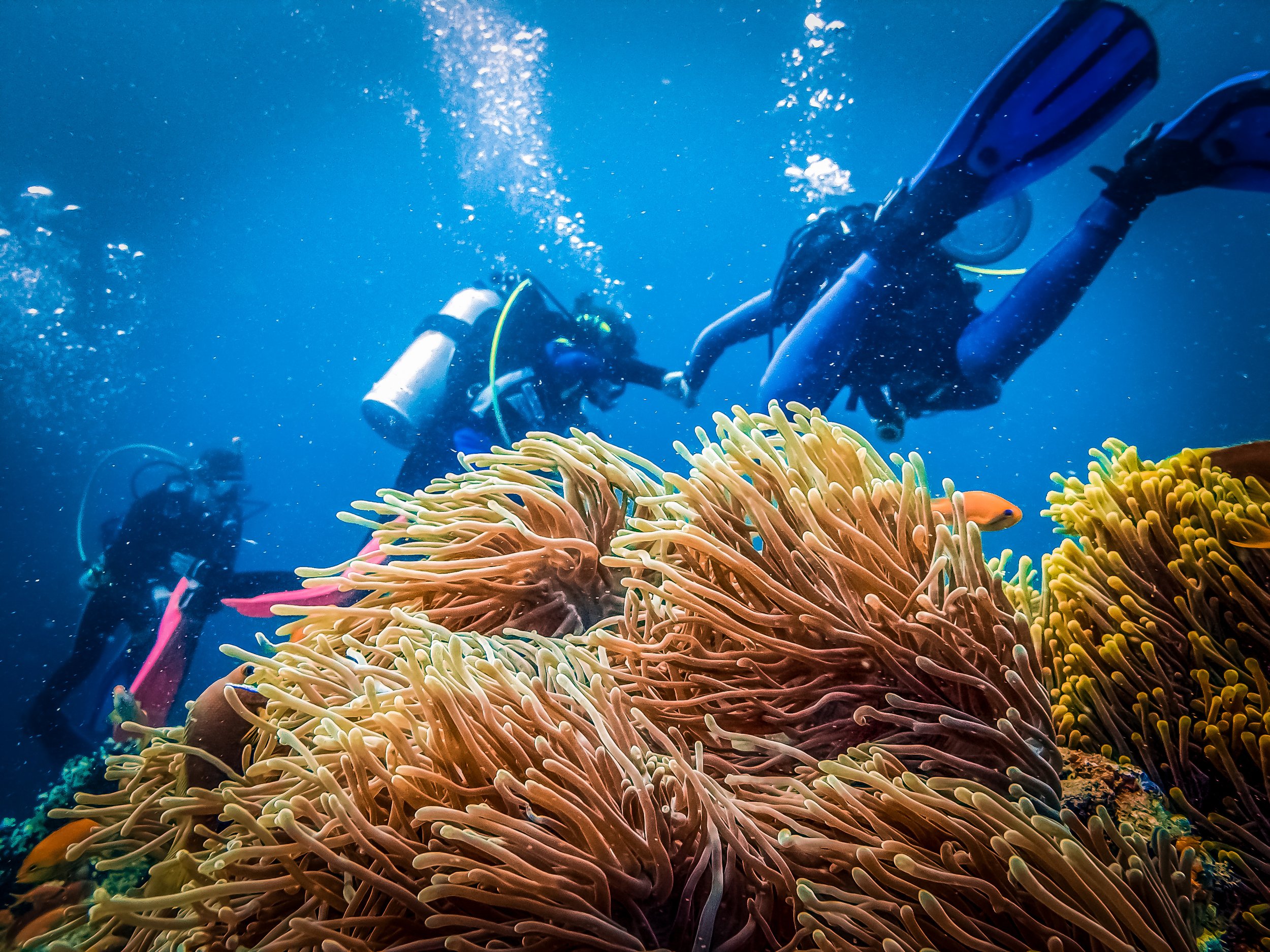 Snorkeling in Leyte Gulf coral reef, Philippines
