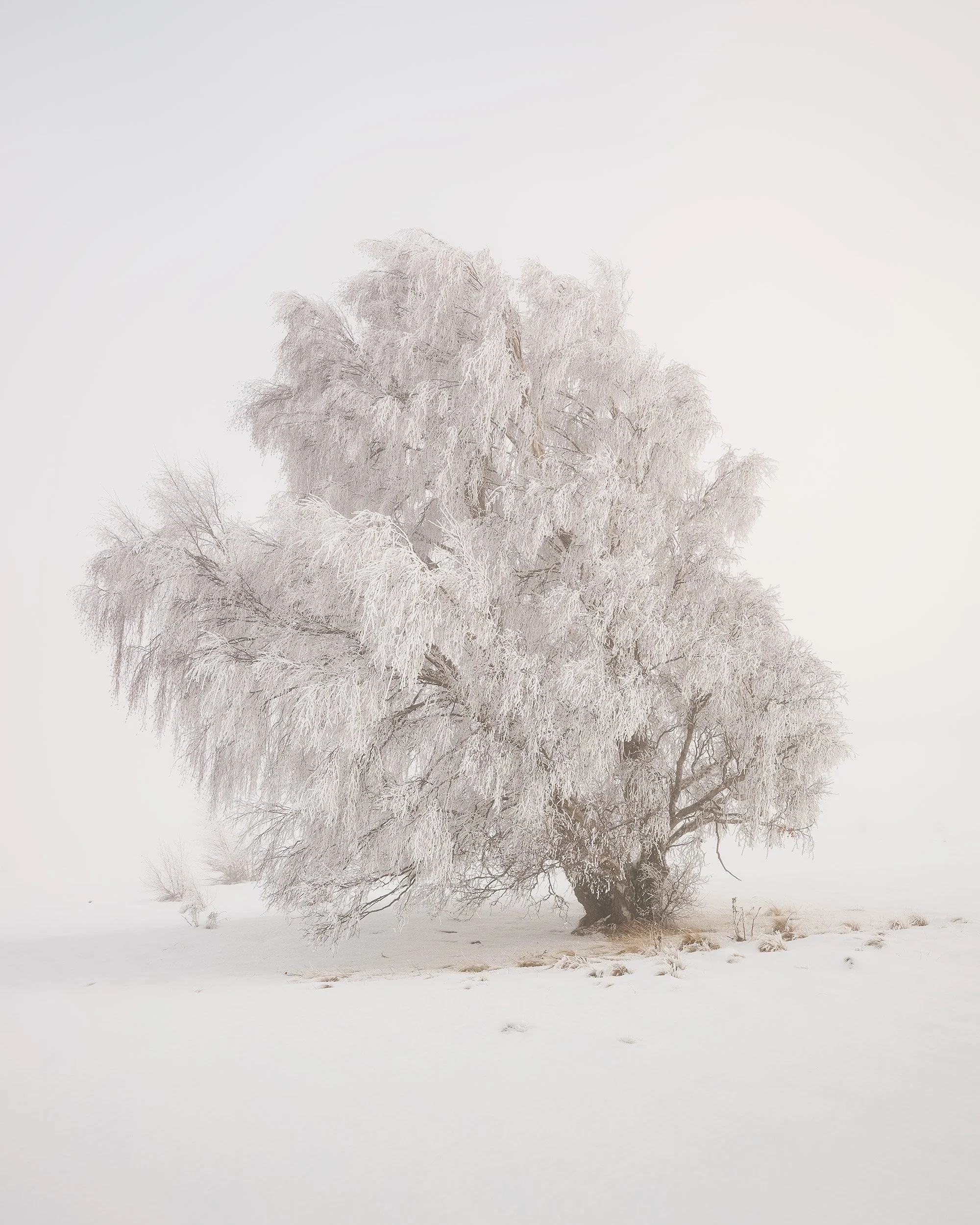 Lone hoar frost covered tree standing in snowy winter landscape near Twizel, Mackenzie Basin, New Zealand