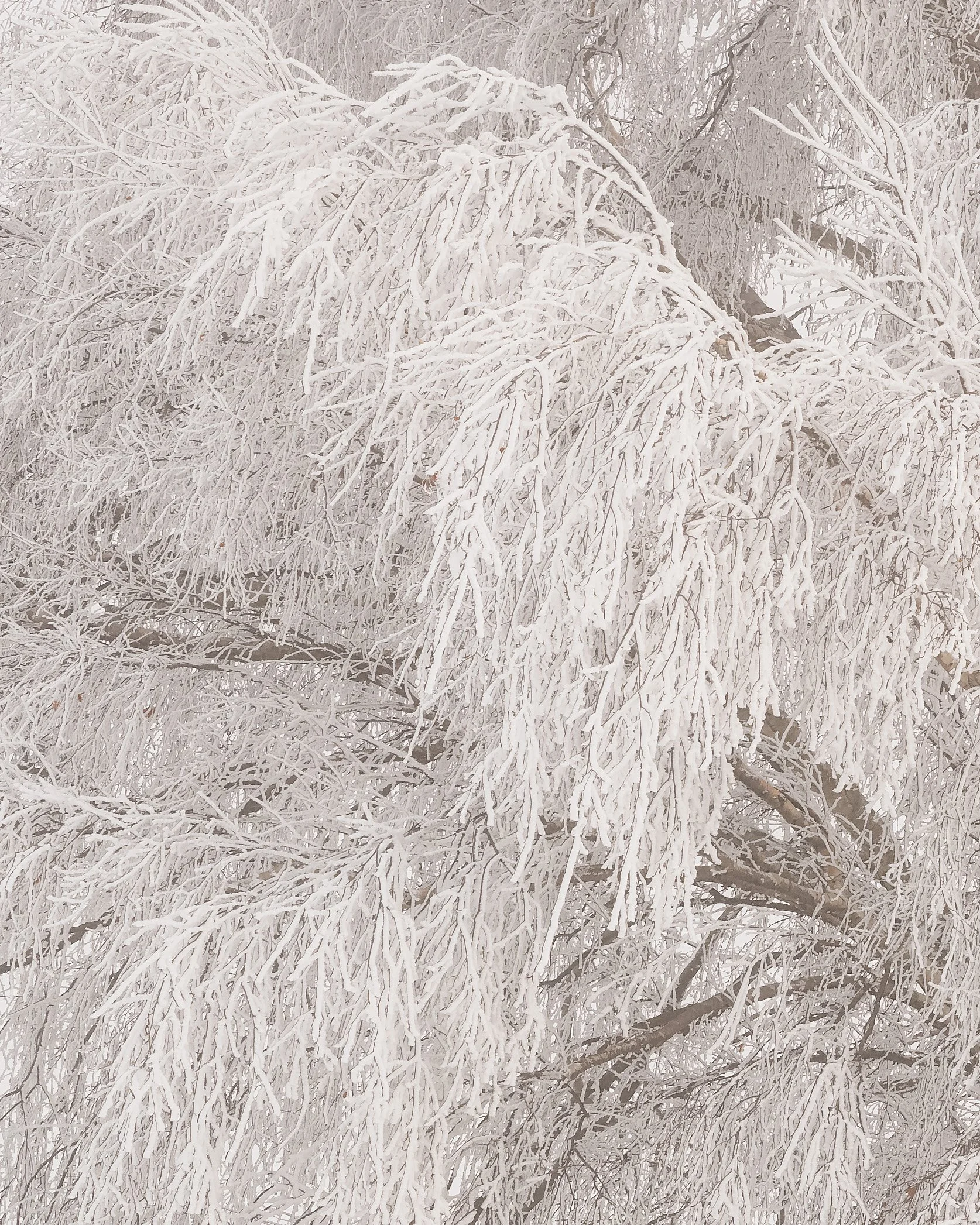 whispers-of-winter-detail-twizel-mackenzie-basin-new-zealand-fine-art-print.jpg