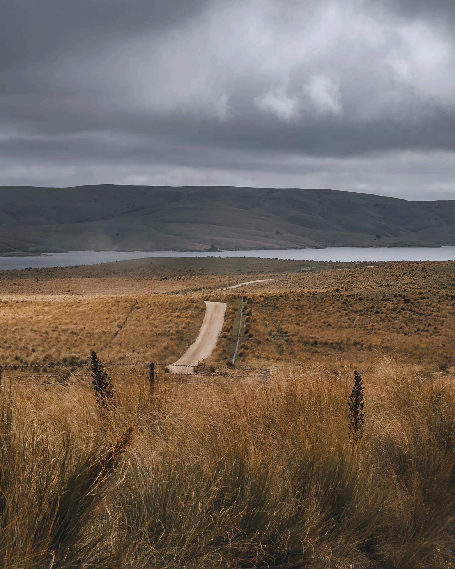 dwayne_lohmann_into-the-tussock-land_TEXTURE_DETAIL.jpg