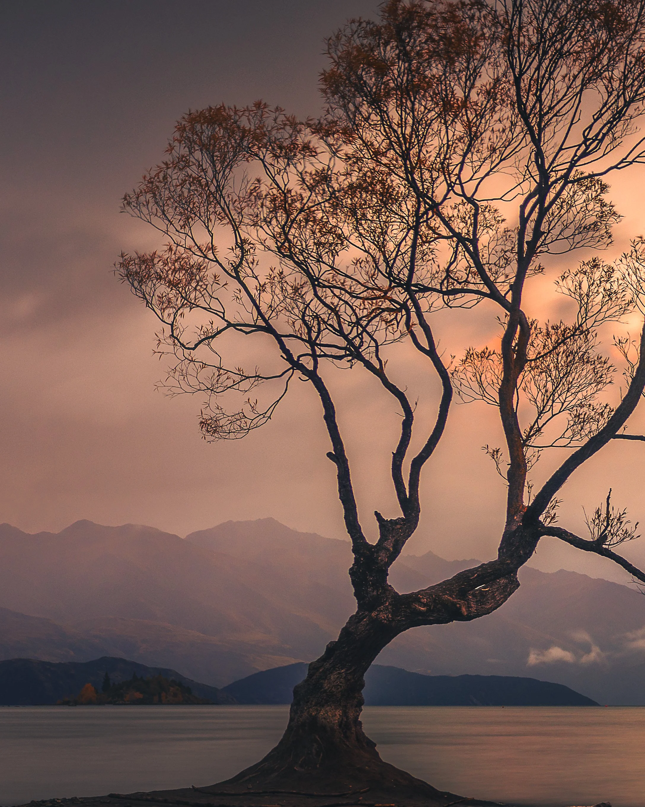 Dwayne Lohmann Wanaka Tree Twilight_TEXTURE_DETAIL.jpg