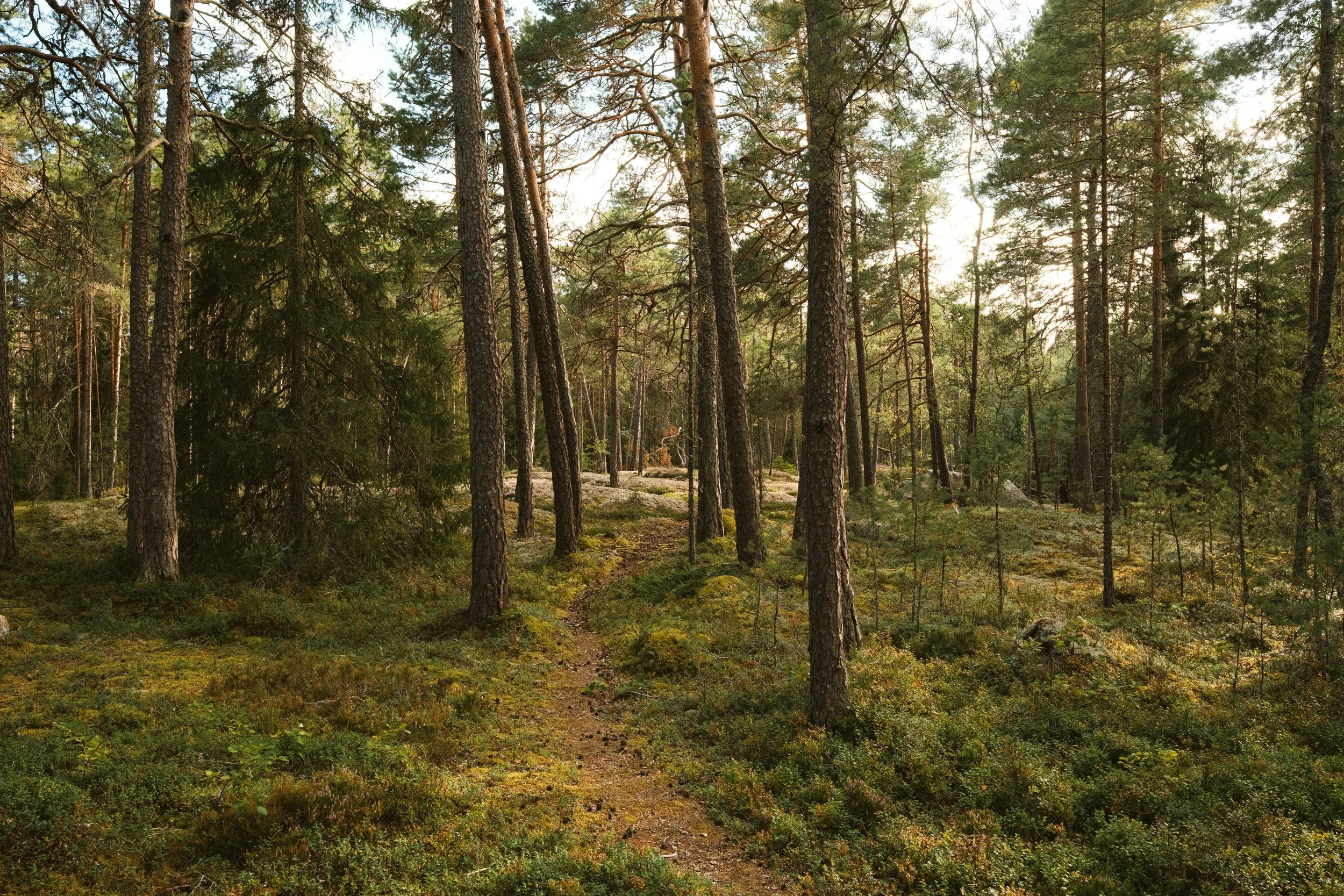 A forest with tall pine trees, a narrow dirt trail, green moss, and rocky patches, under a partly cloudy sky.