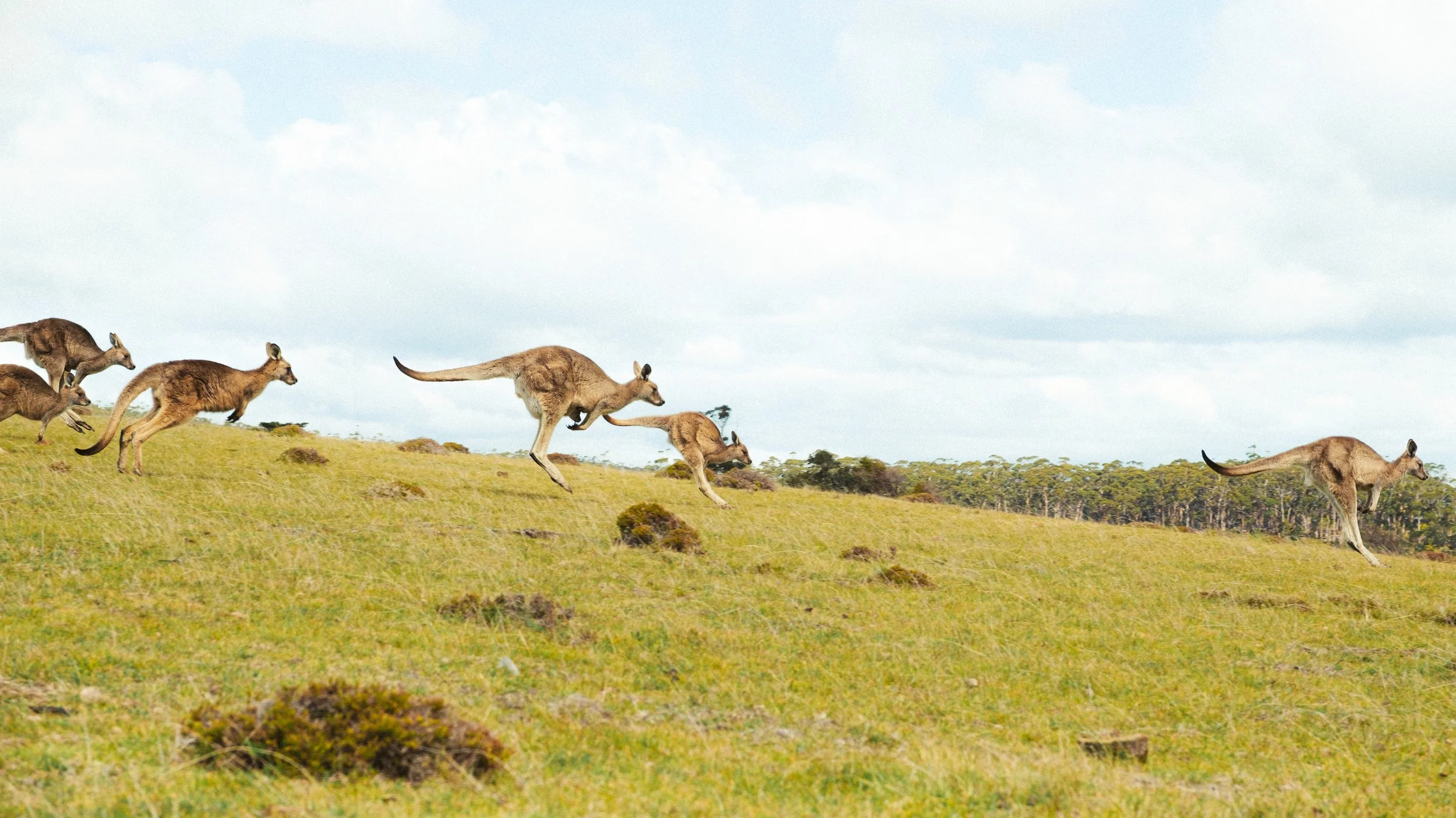 Group of kangaroos running across a grassy field under a partly cloudy sky.