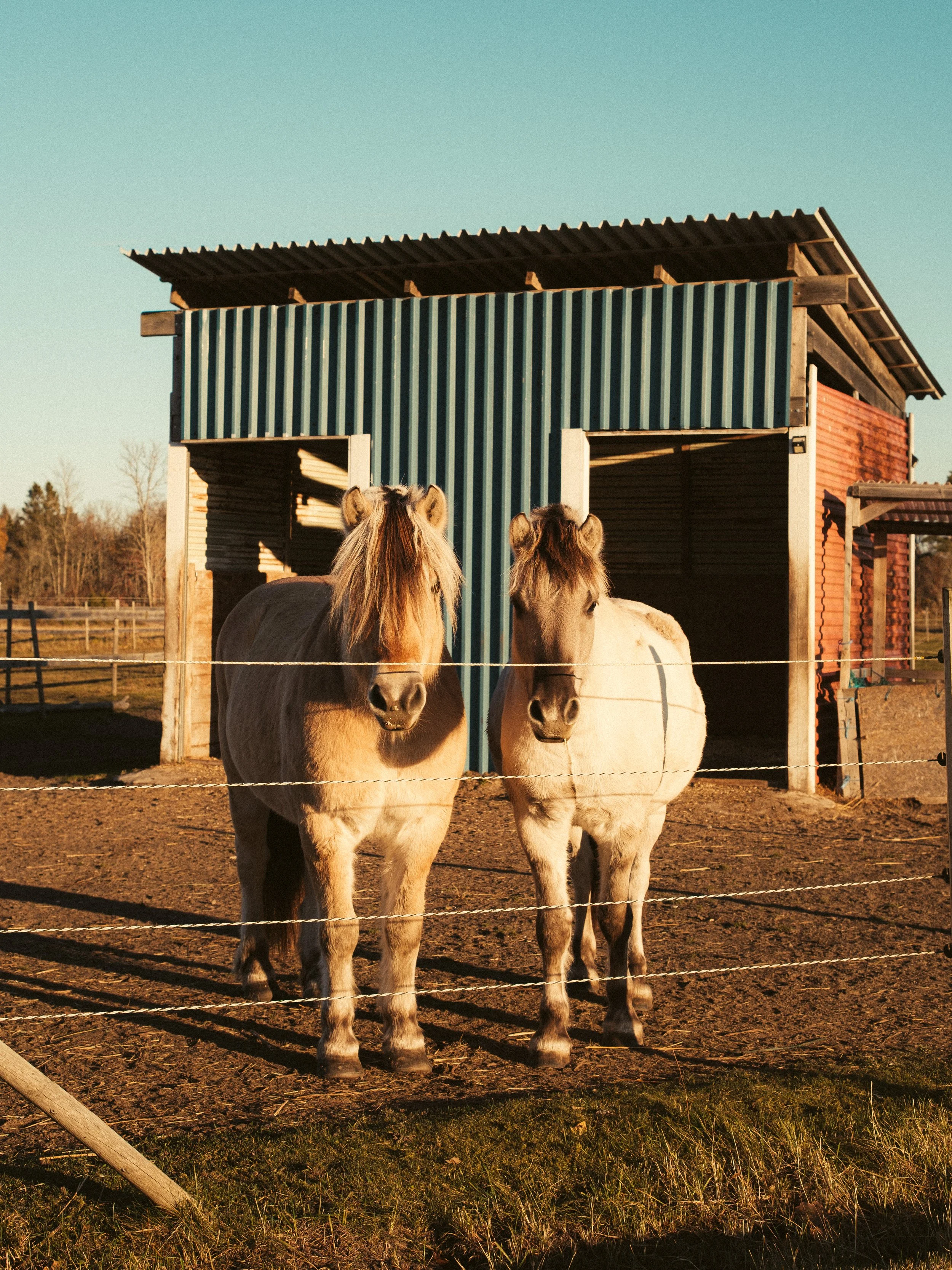Two ponies are standing behind a fence on a farm, with a barn-like structure in the background under an evening sky.