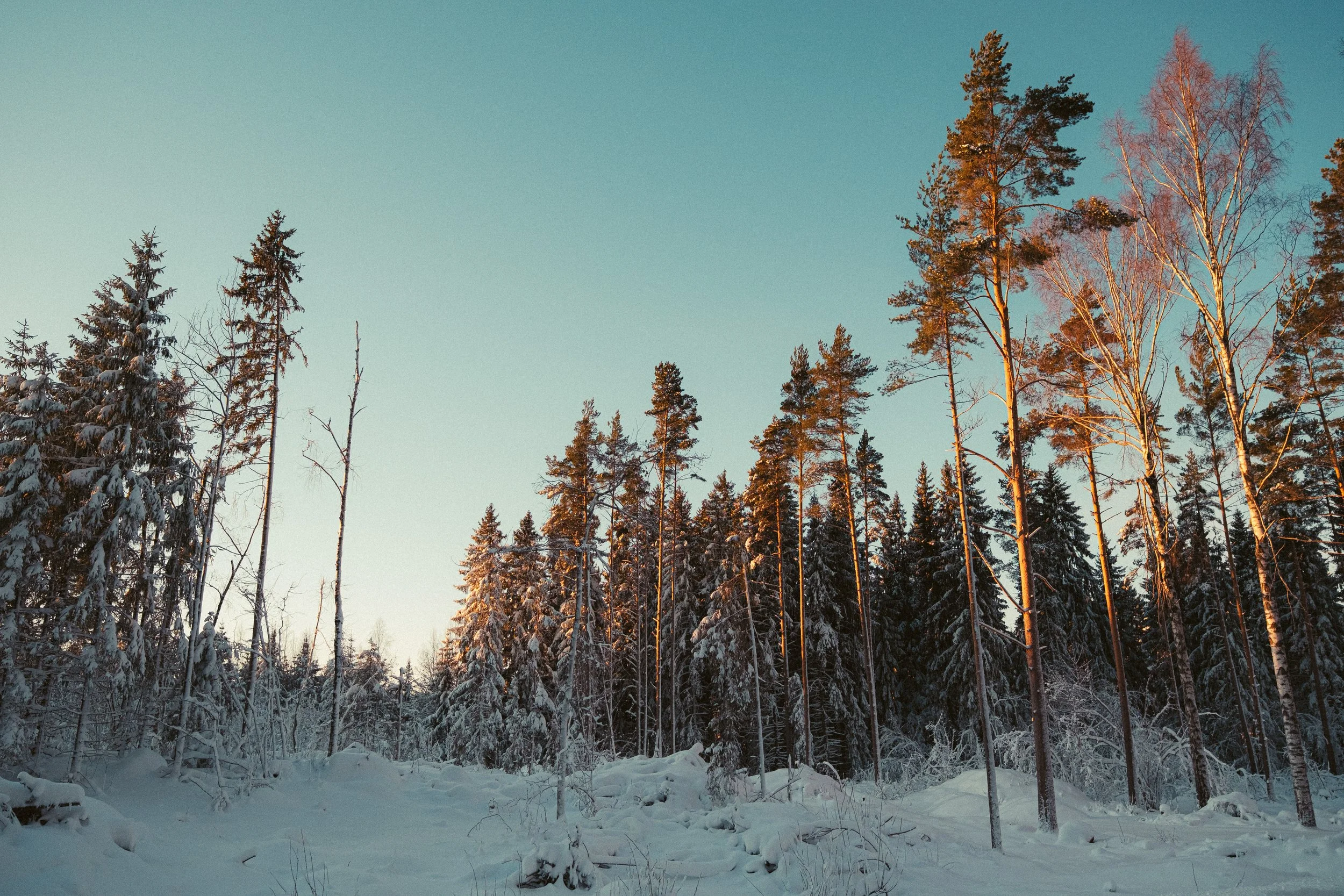 Snow-covered forest with tall trees under a clear sky, with the sunlight illuminating the treetops.