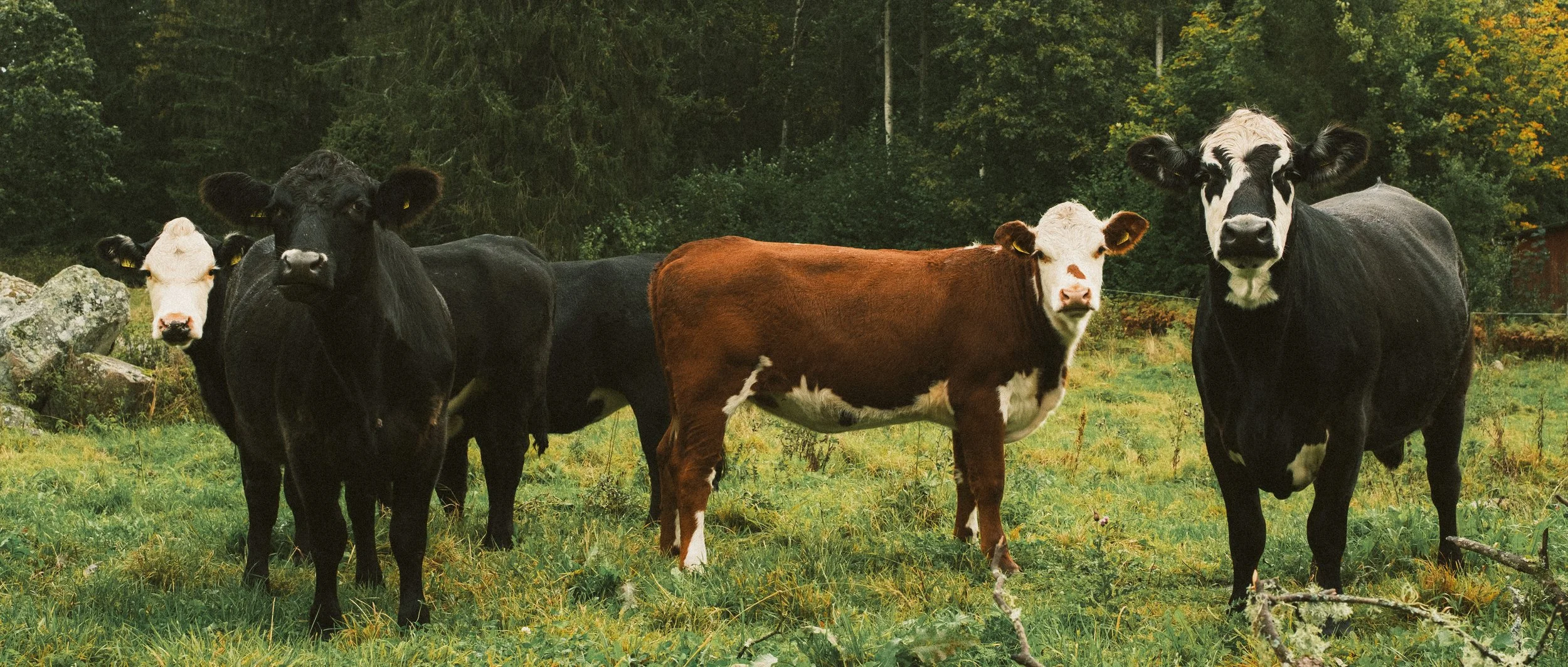 Five cows standing on green grass in a forested area.