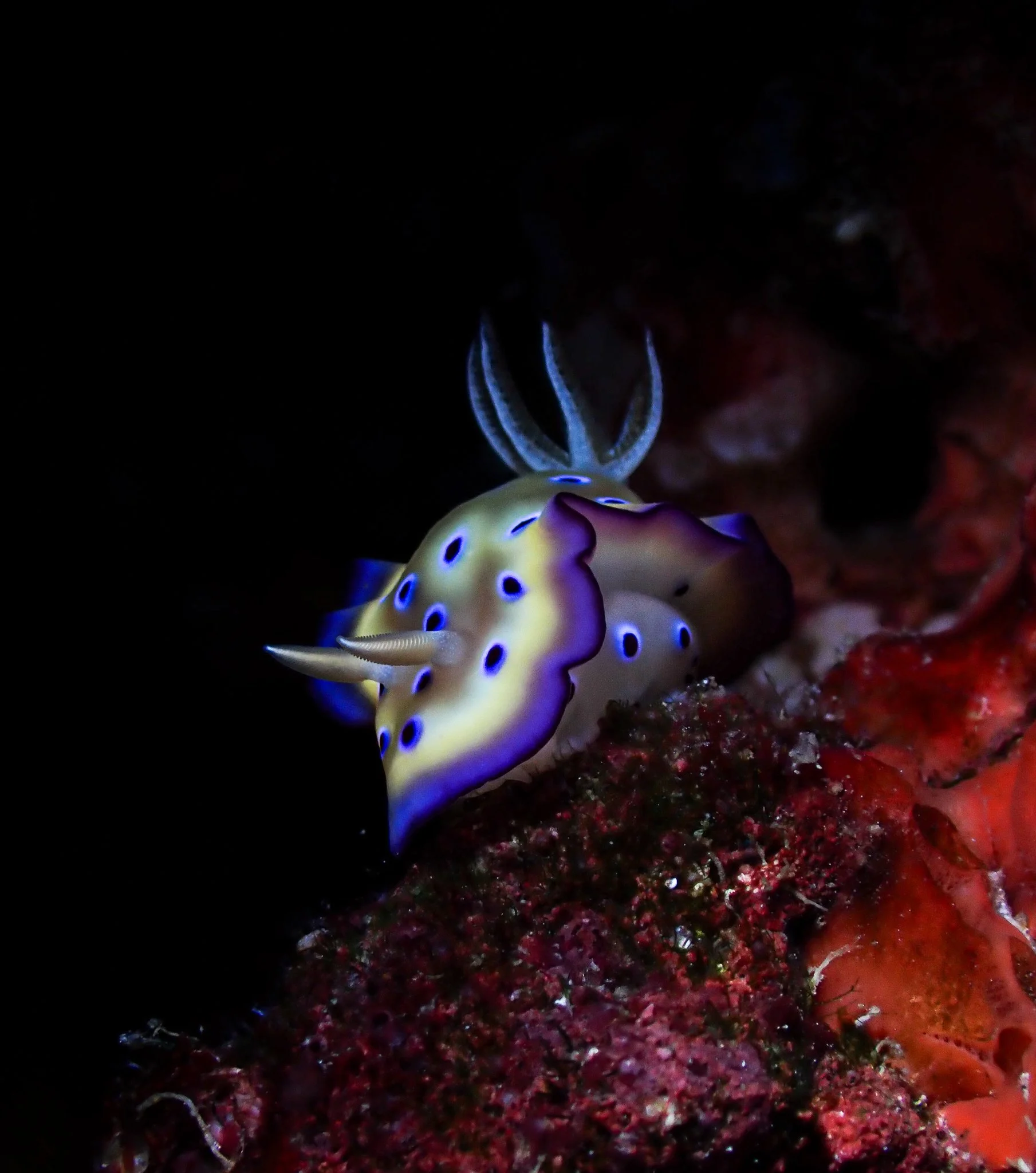 Under Water Photography Dive