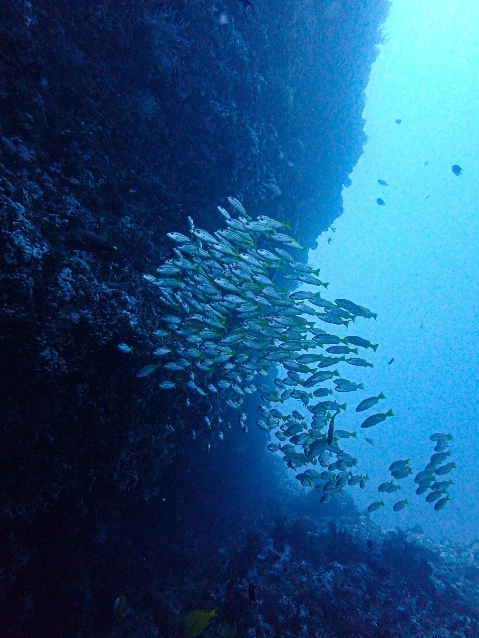 Advanced Dive